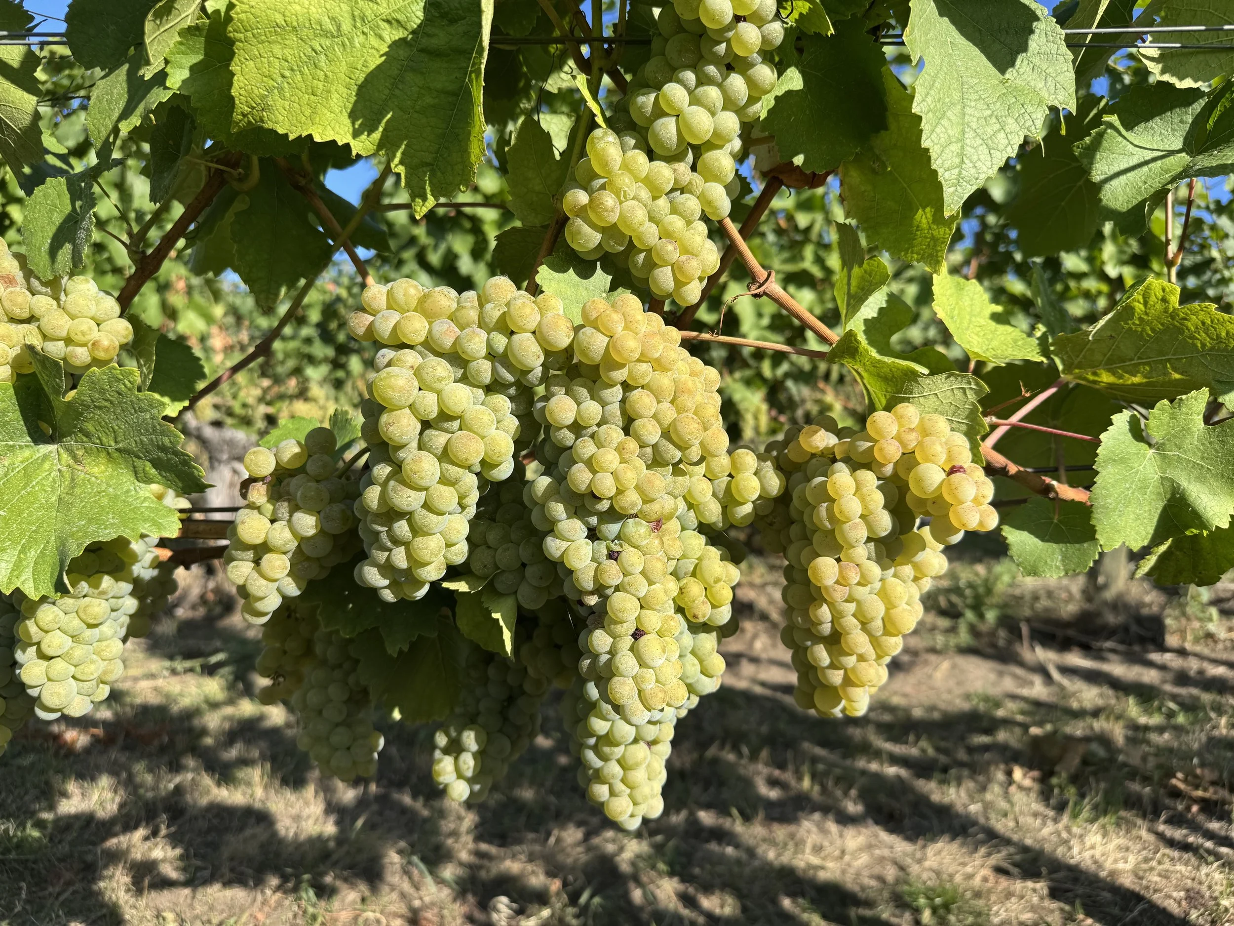 BC wine grapes for sale