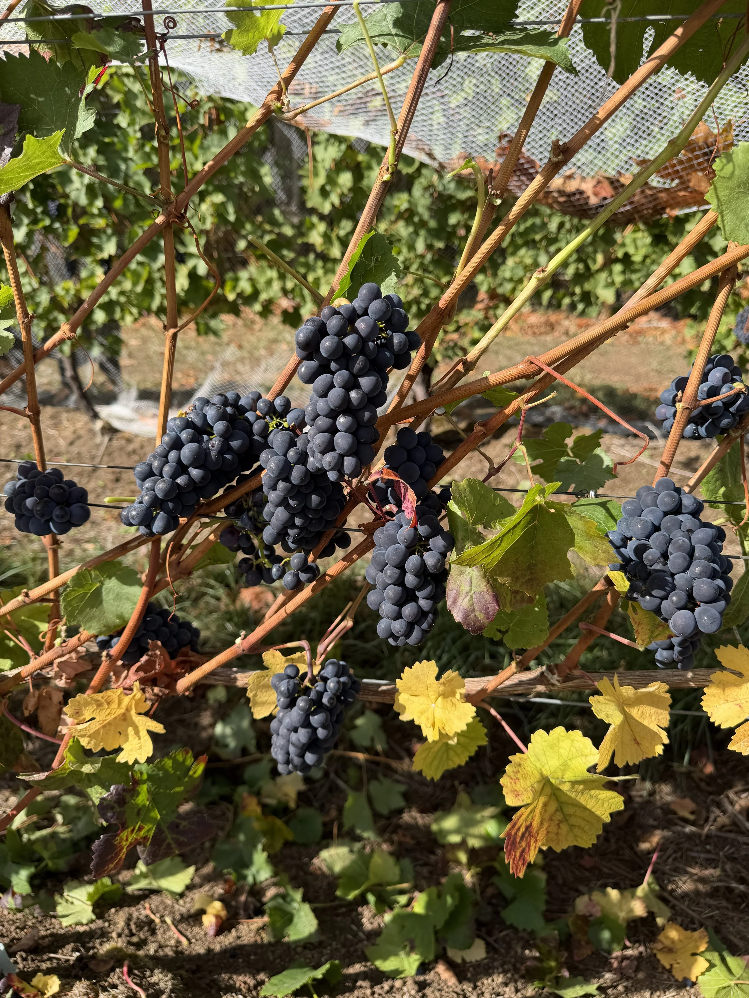 BC wine grapes for sale