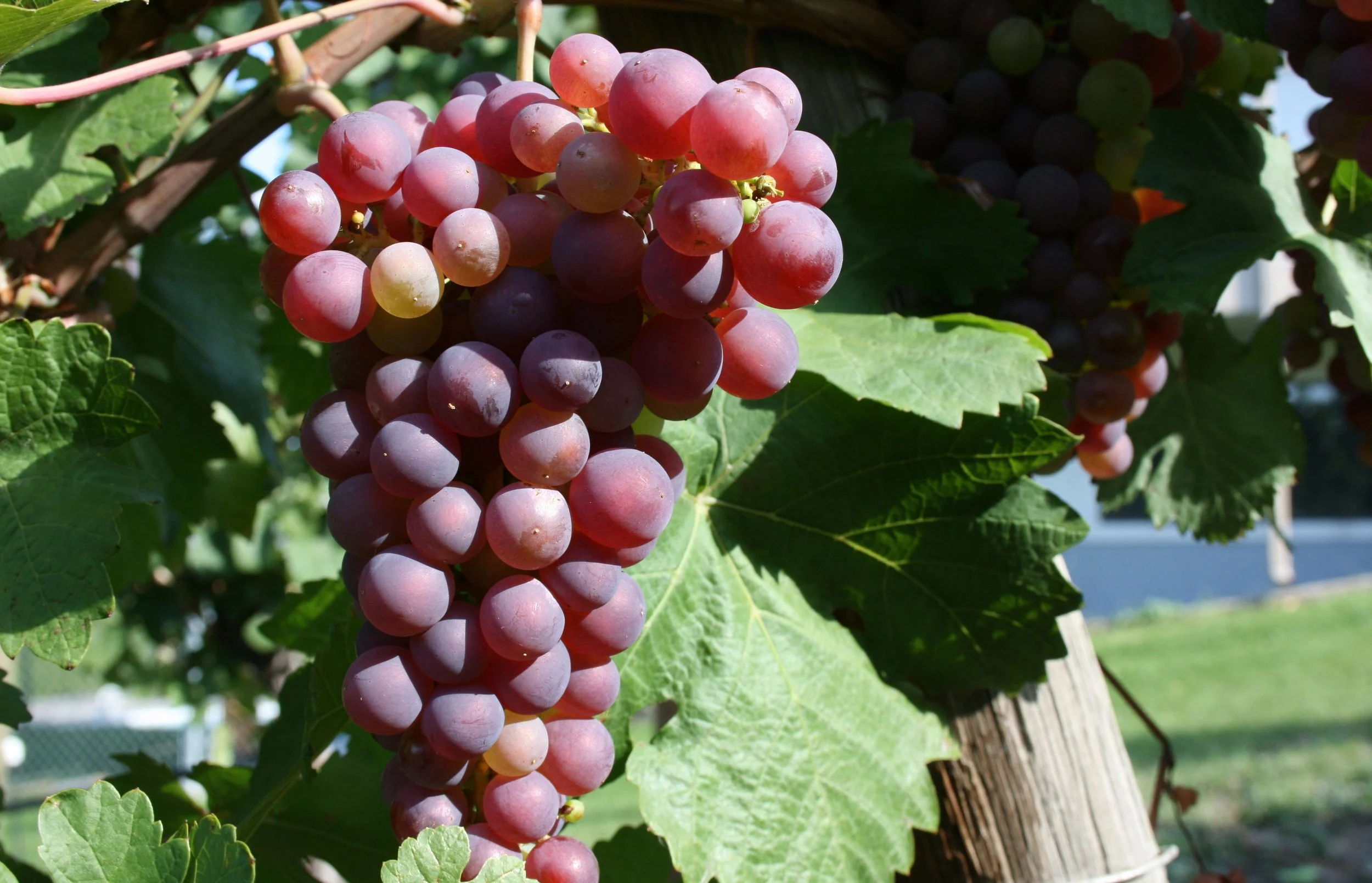BC wine grapes for sale