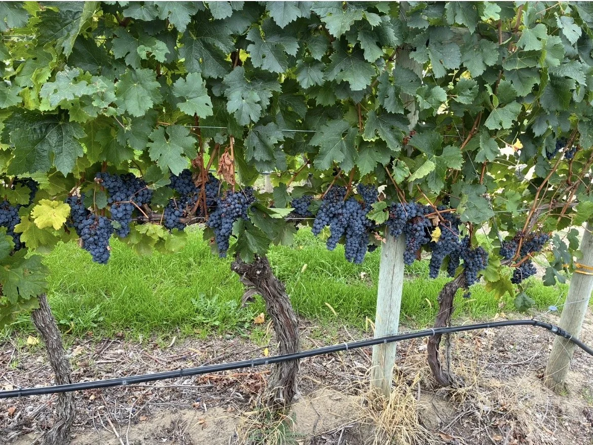BC wine grapes for sale