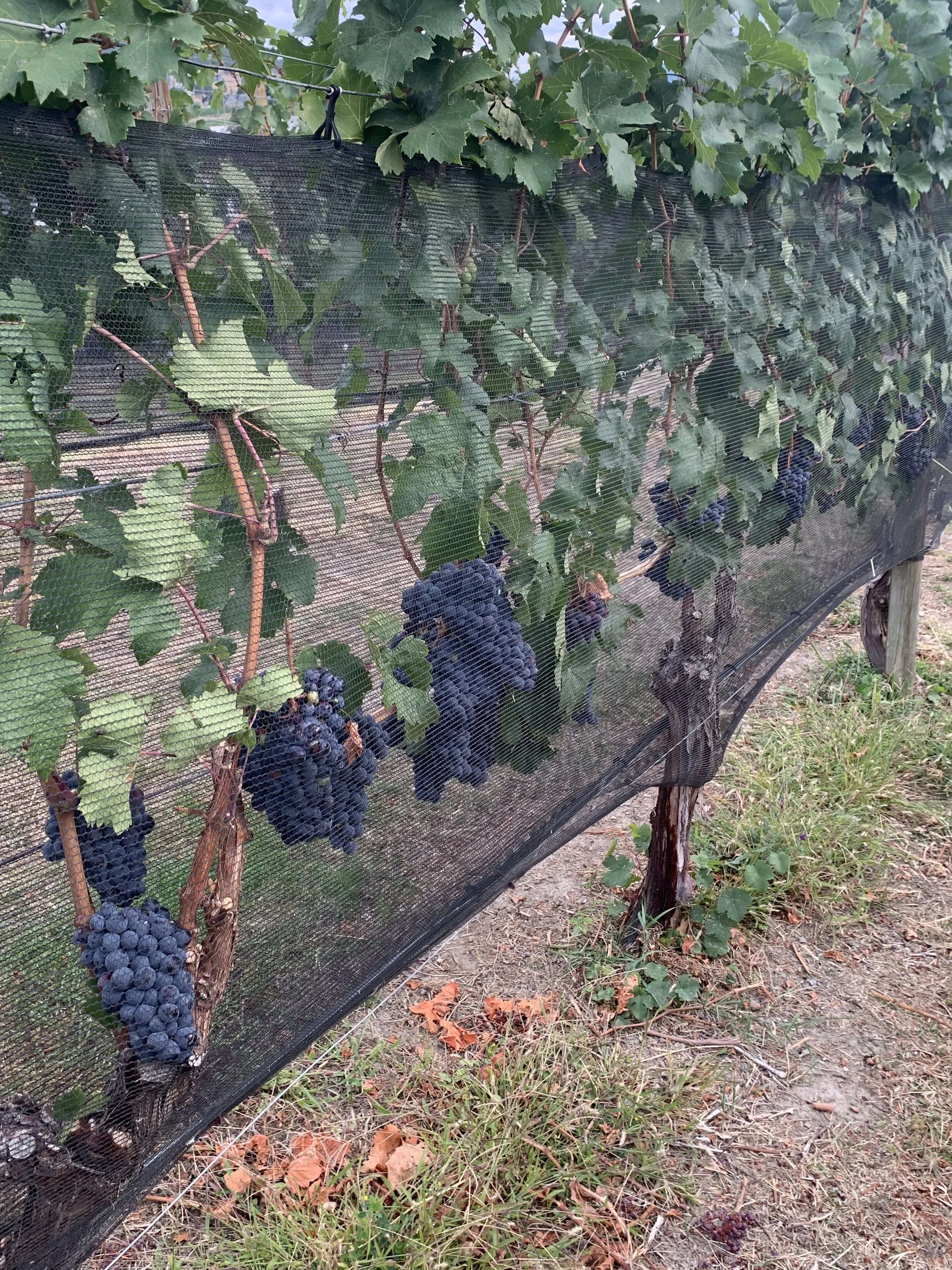 BC wine grapes for sale