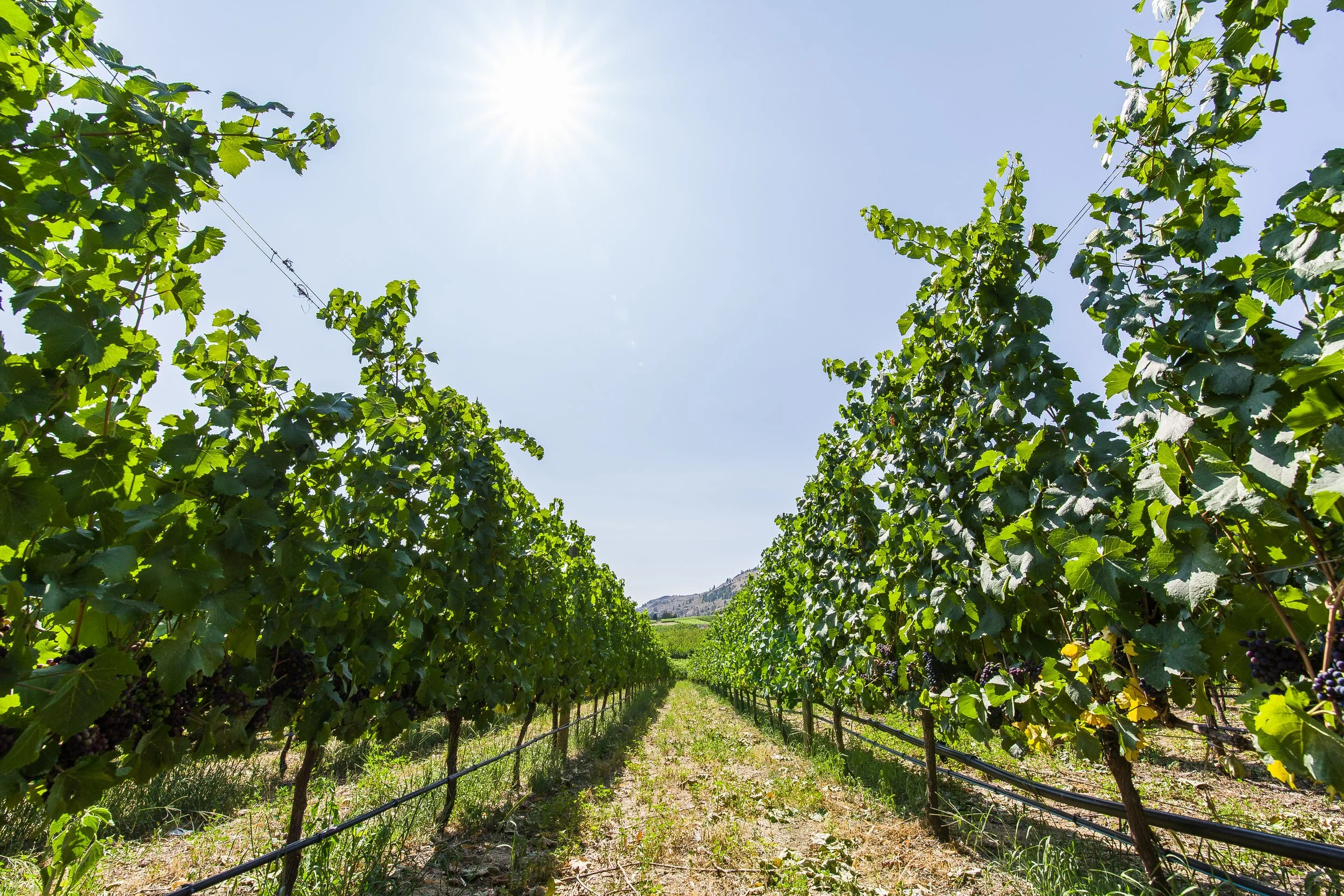 Vineyard with rows of grapevines under a clear blue sky, sunlight shining, and mountains in the distance.