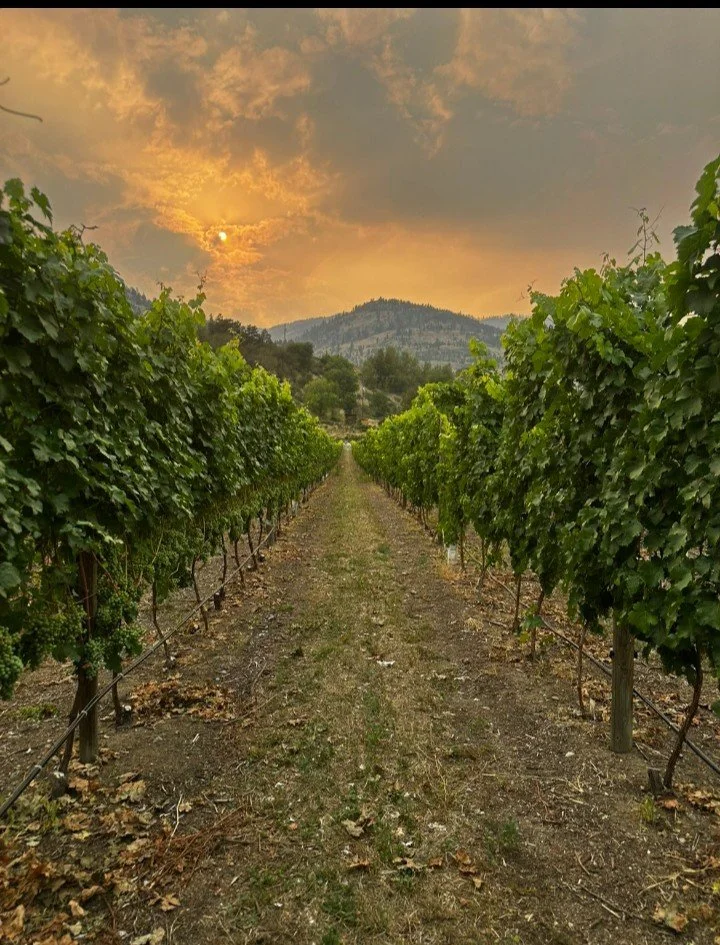 BC wine grapes for sale