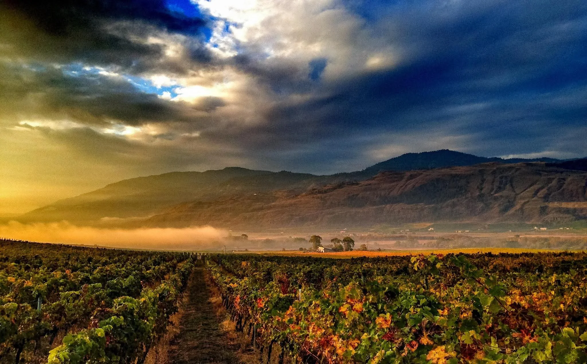 Vineyard with rows of grapevines in foreground, mountains in the background, and a dramatic cloudy sky with sun rays breaking through.