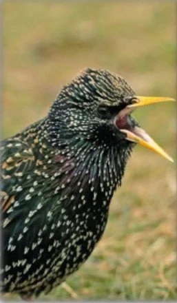 Starling Control Program