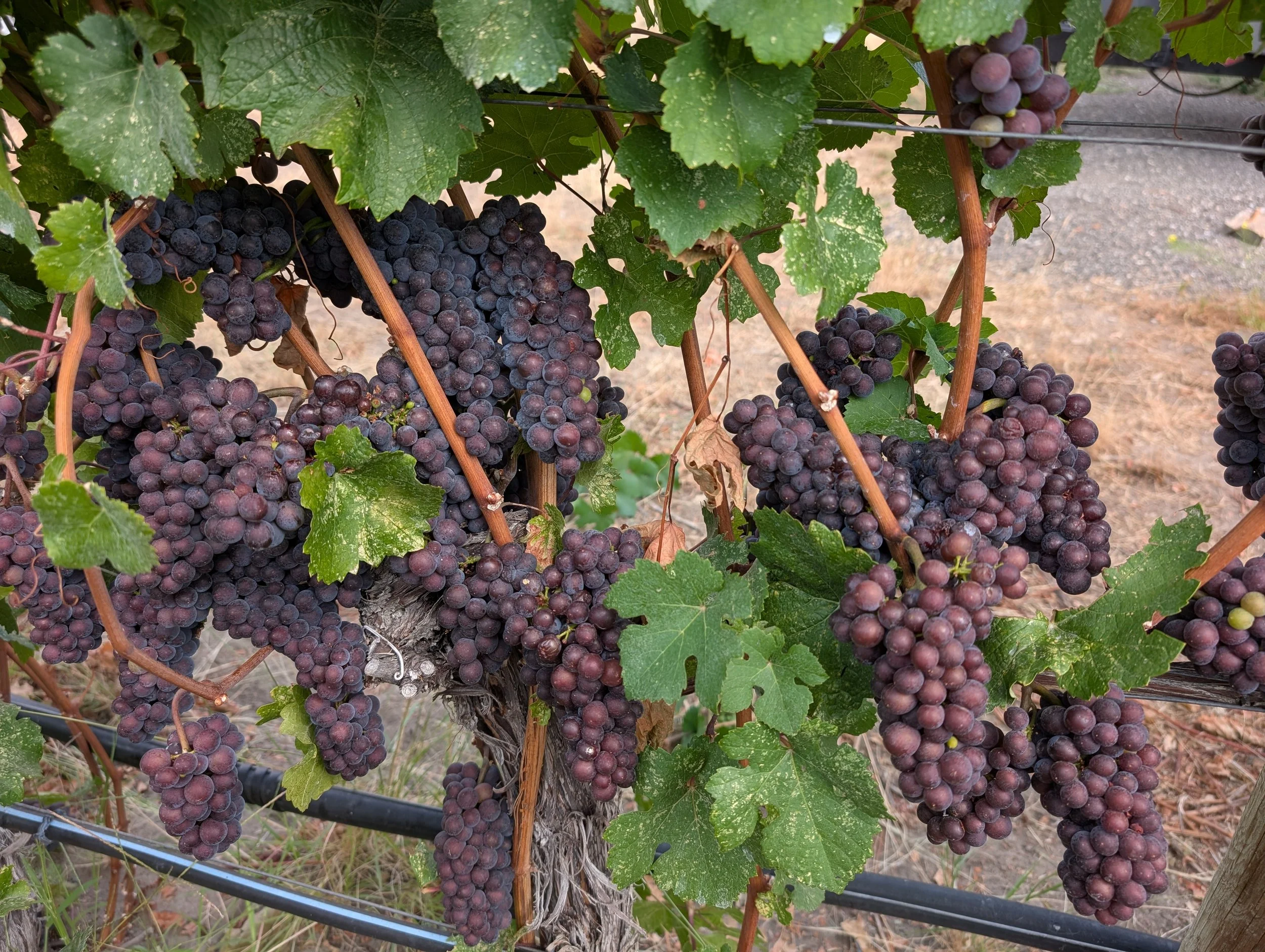 BC wine grapes for sale
