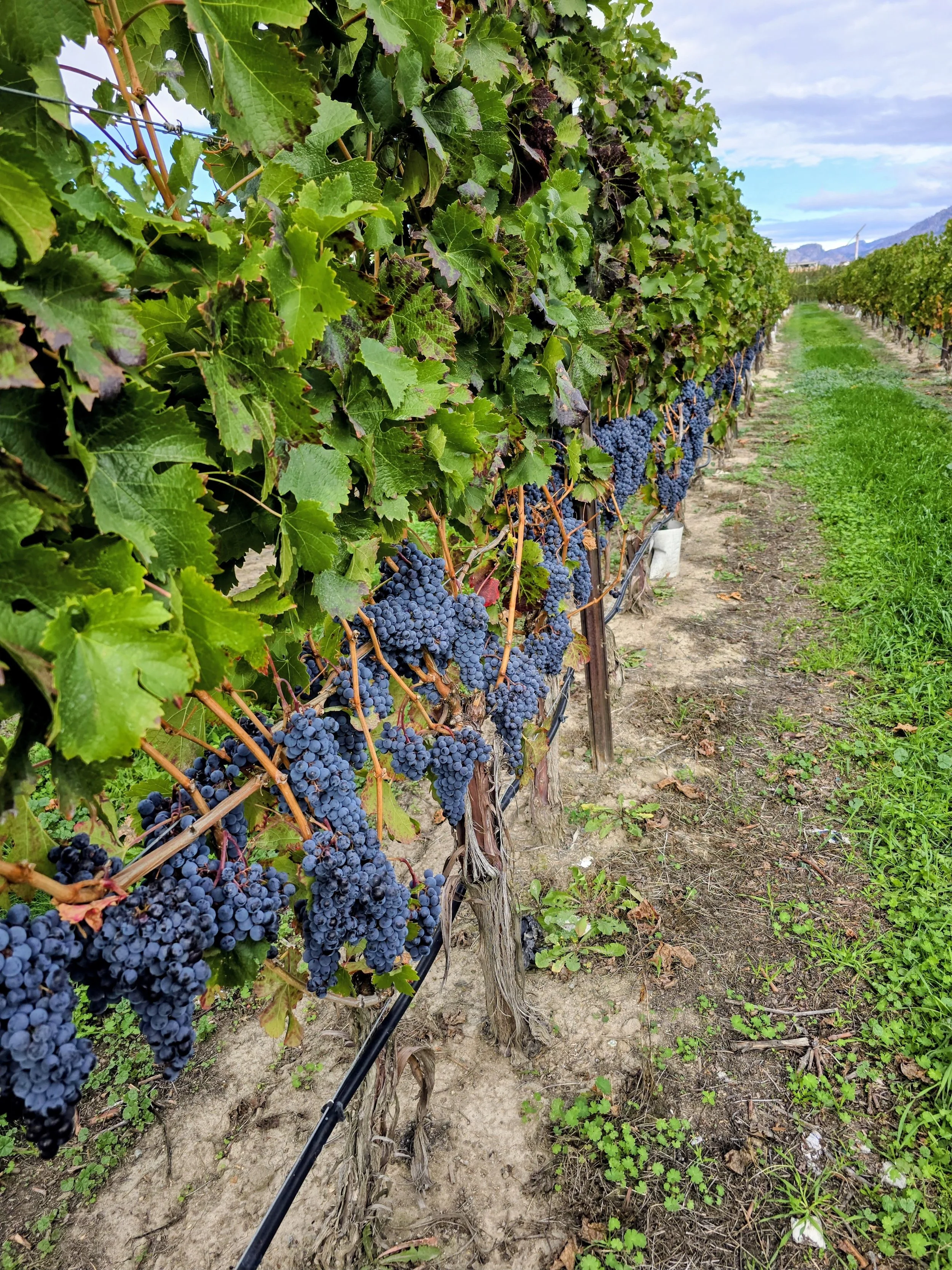 BC wine grapes for sale