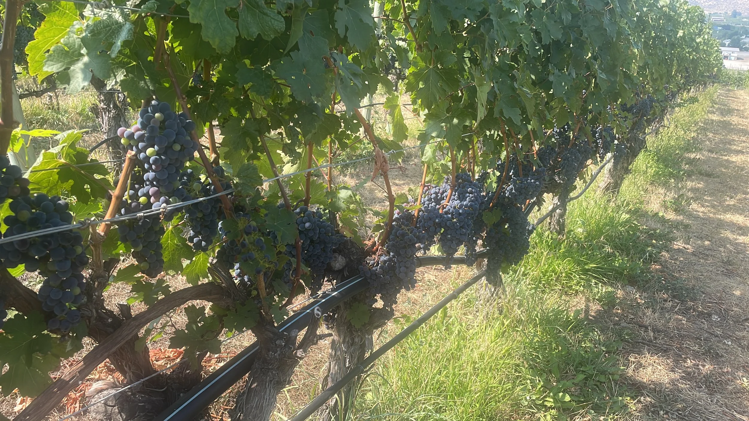 BC wine grapes for sale