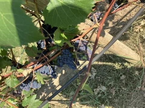 Petite Pearl Grapes for sale
