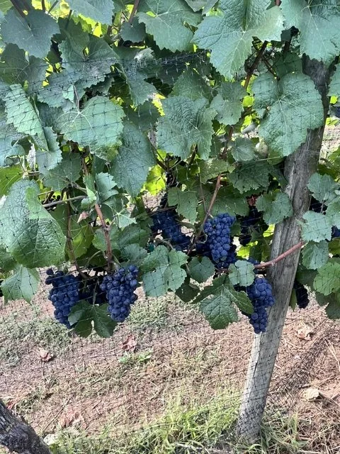 BC wine grapes for sale