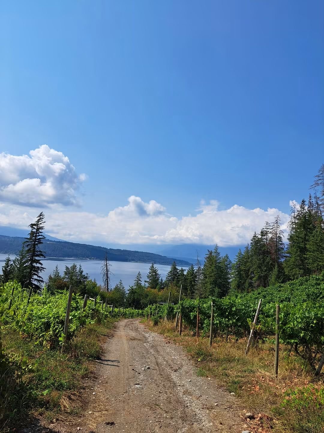 BC wine grapes for sale