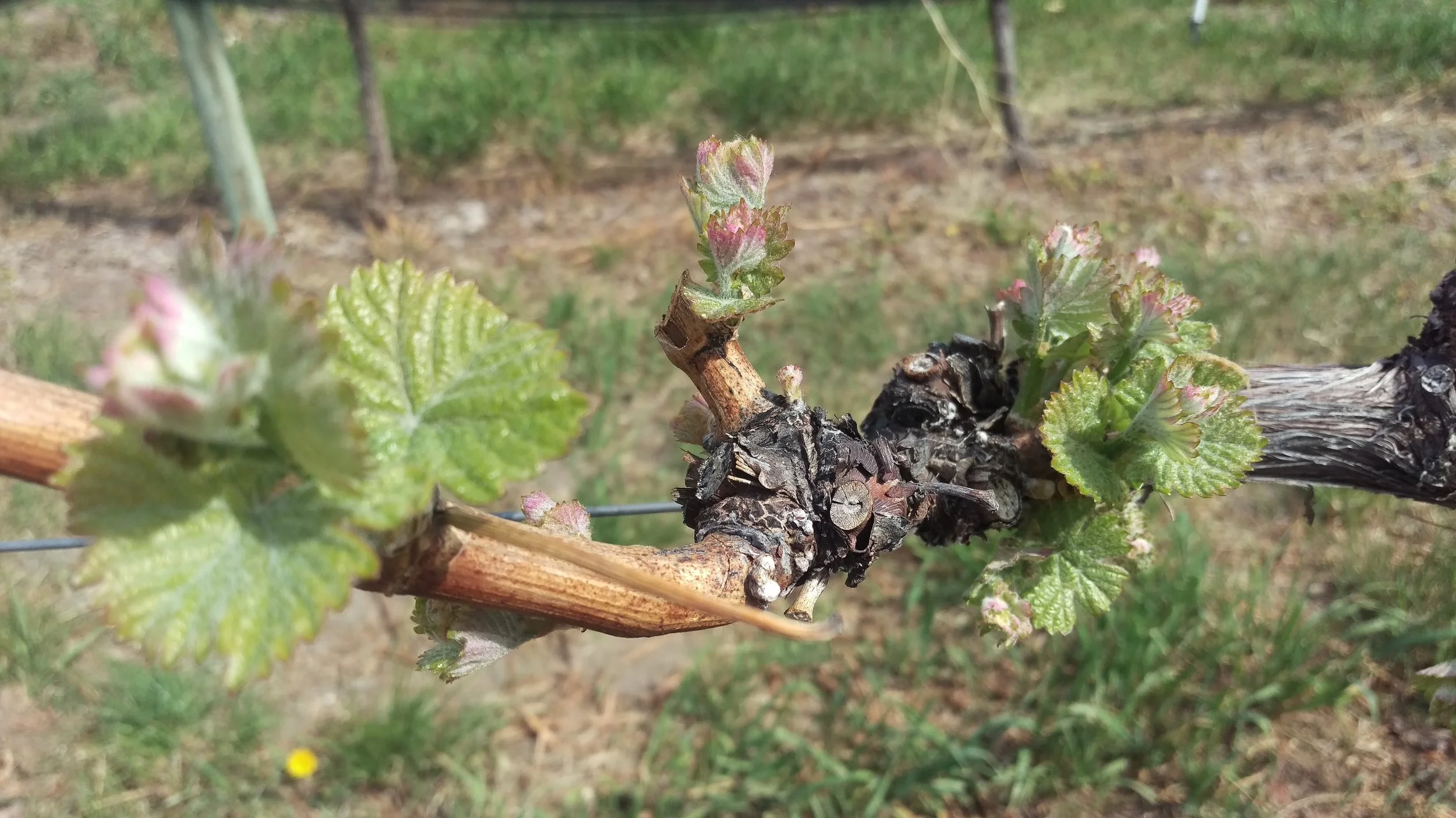 BC wine grapes for sale