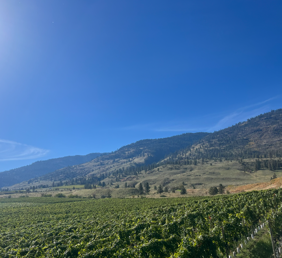 BC wine grapes for sale