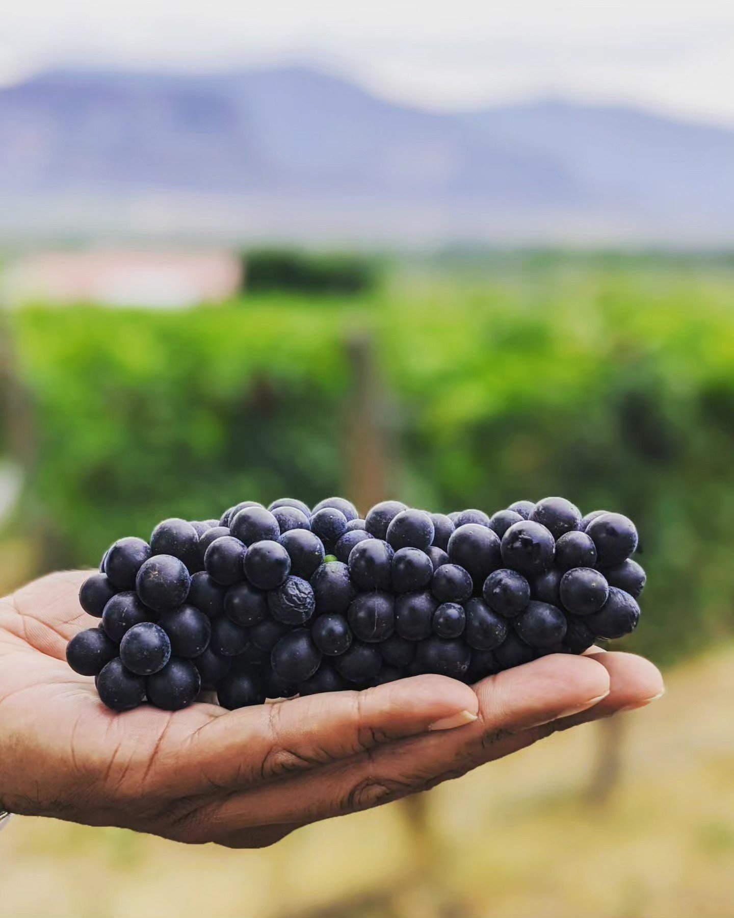 Wine Grapes