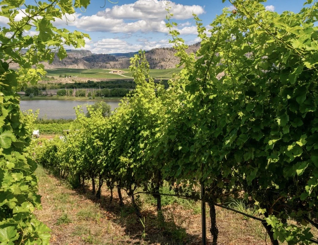BC wine grapes for sale