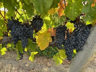 BC wine grapes for sale Naramata