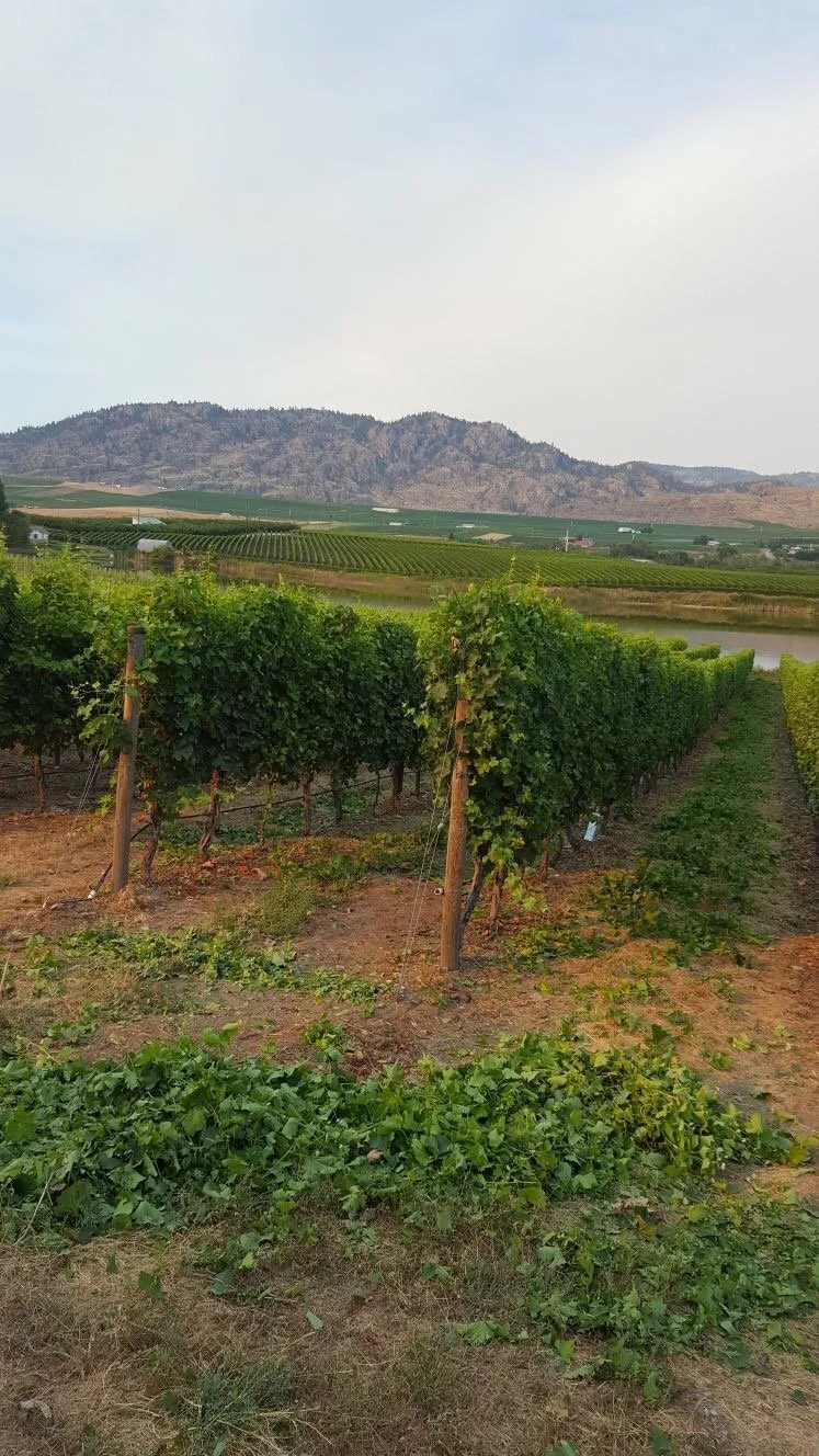BC wine grapes for sale