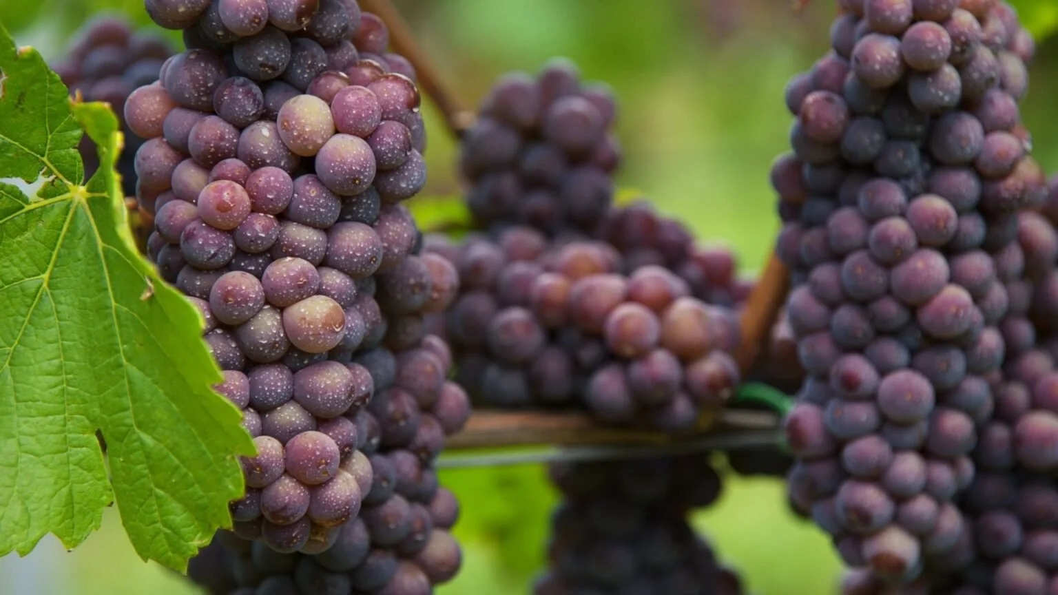 BC wine grapes for sale