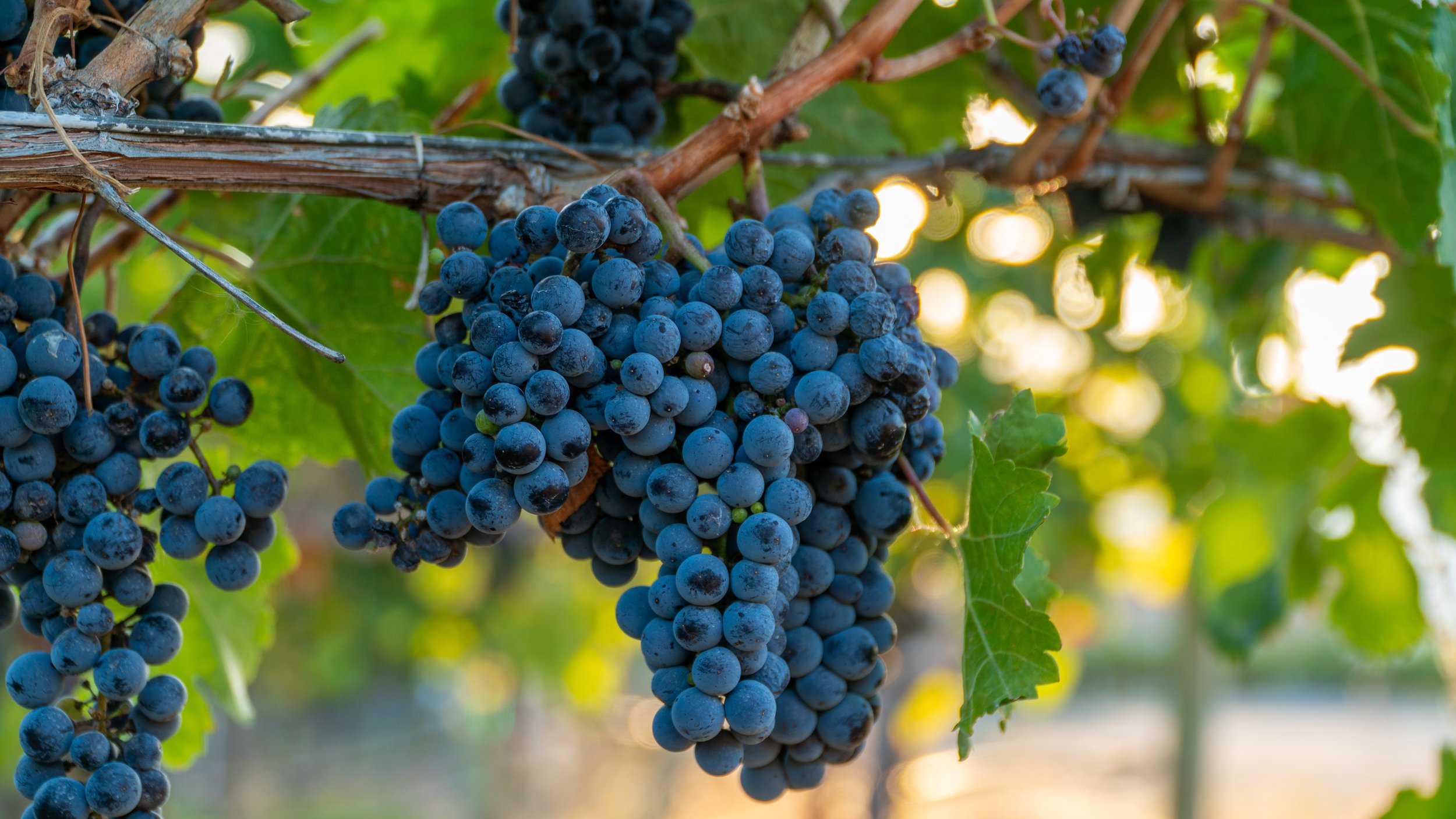 Premium Merlot grapes for sale Osoyoos BC