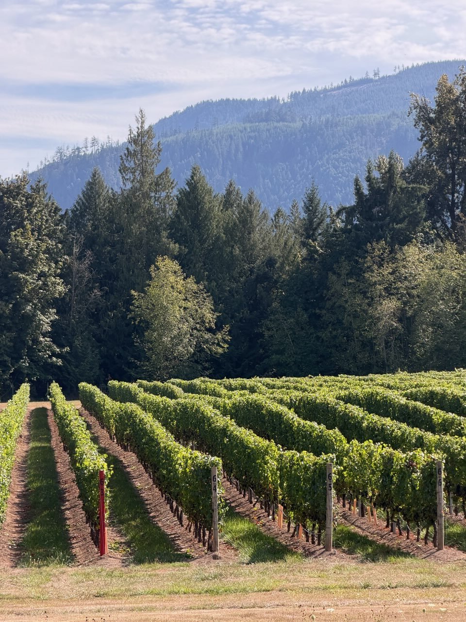 BC wine grapes for sale