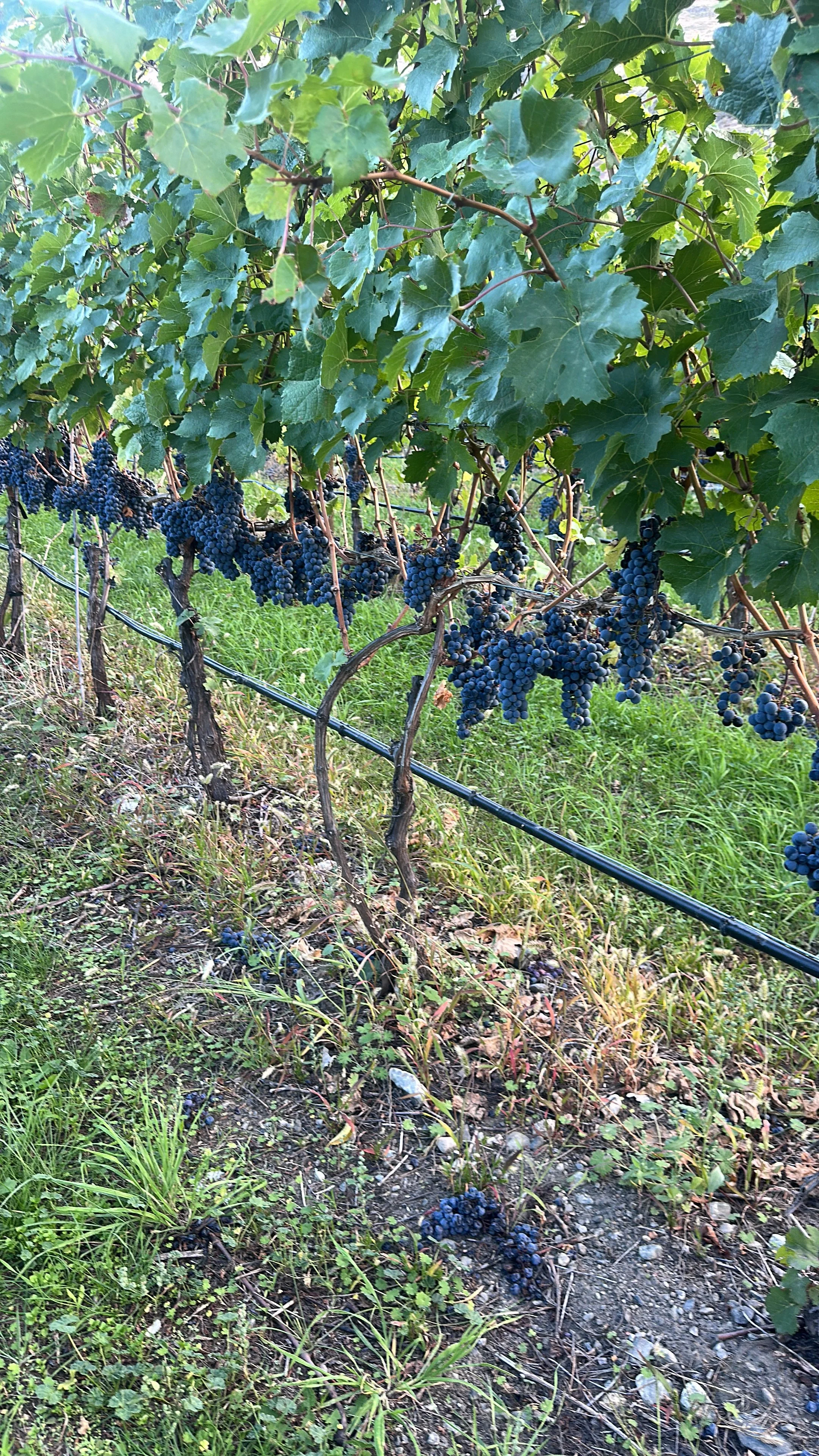 BC wine grapes for sale