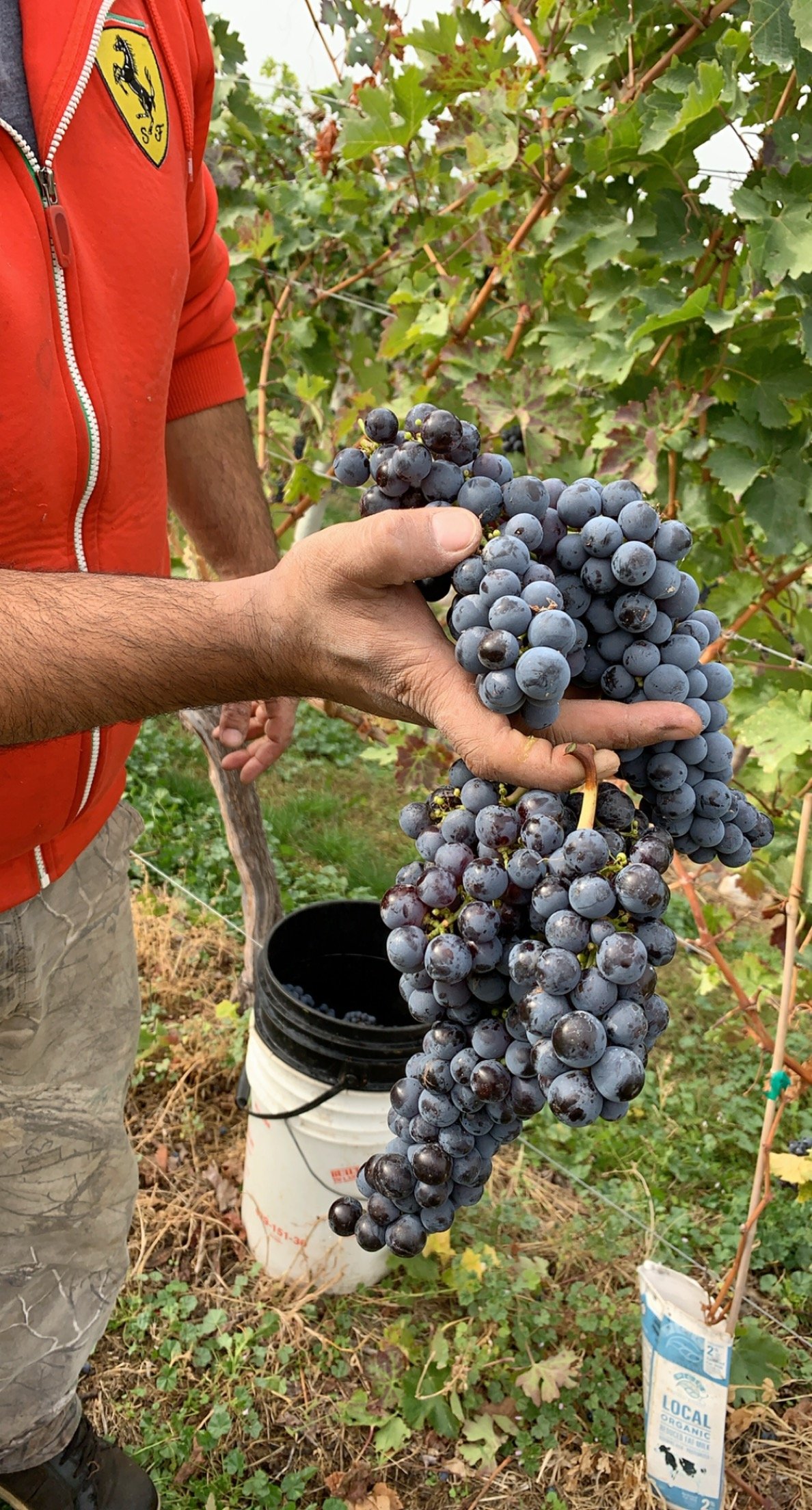 BC wine grapes for sale