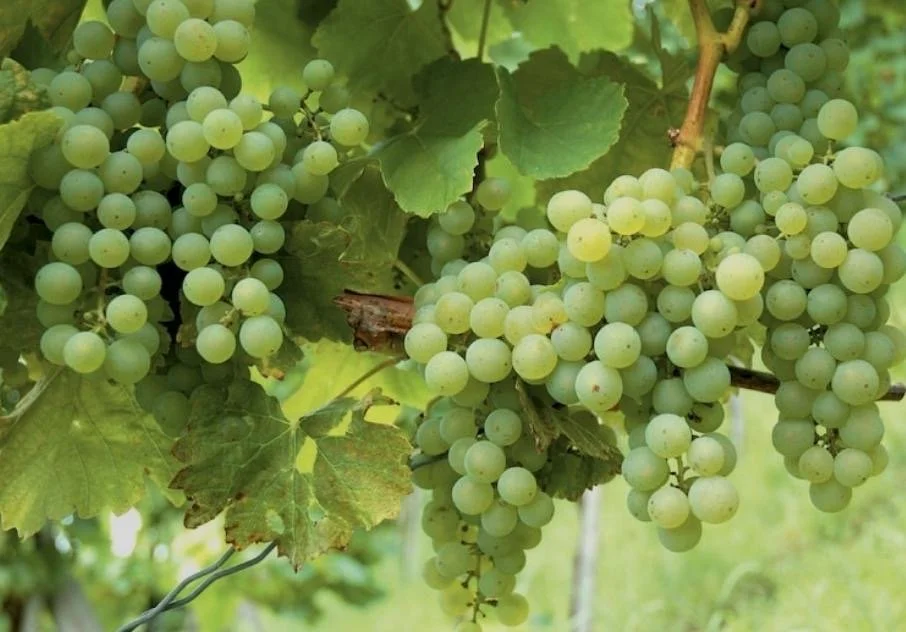 Shingara Singh BC wine grapes for sale