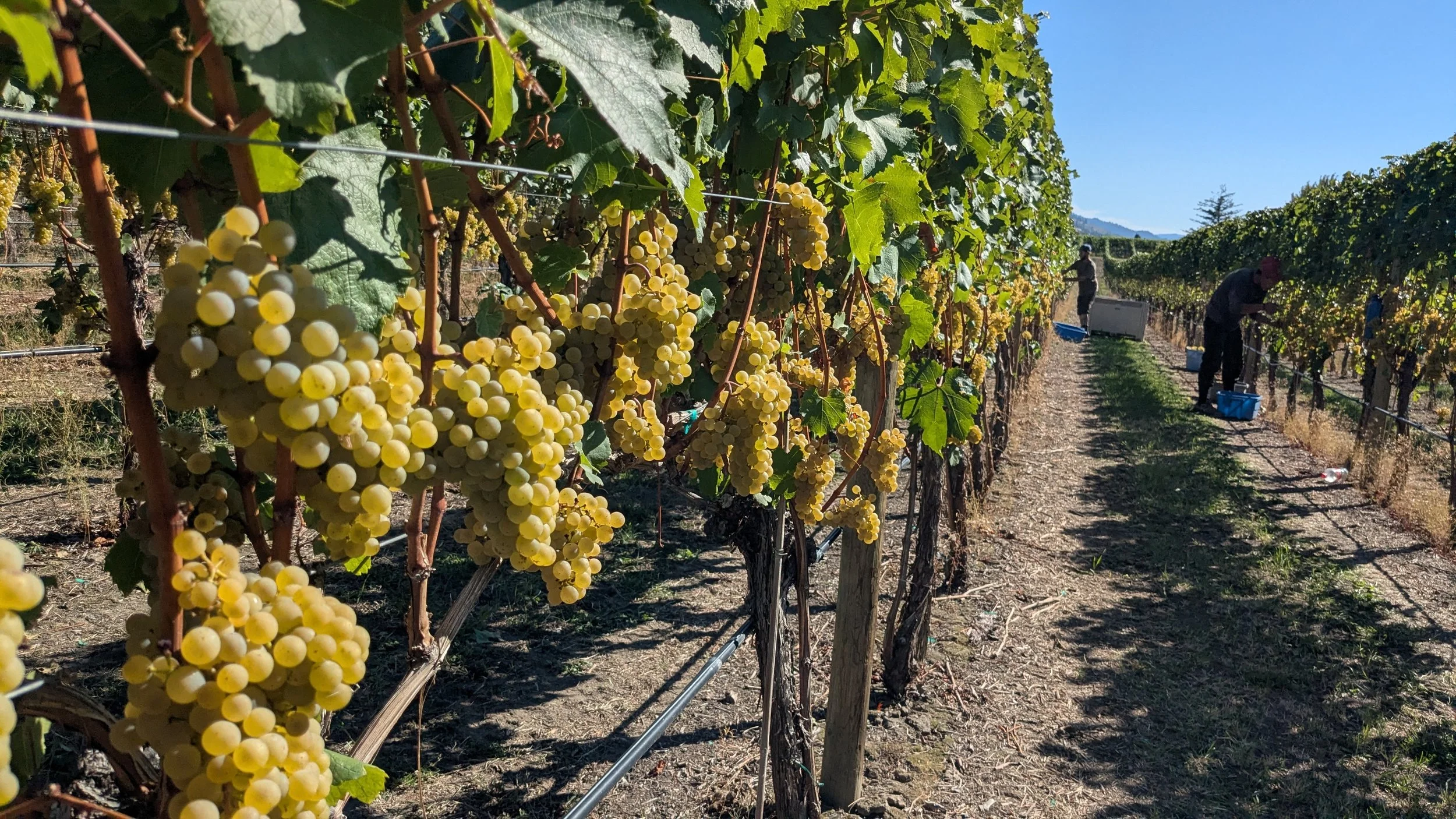 BC wine grapes for sale