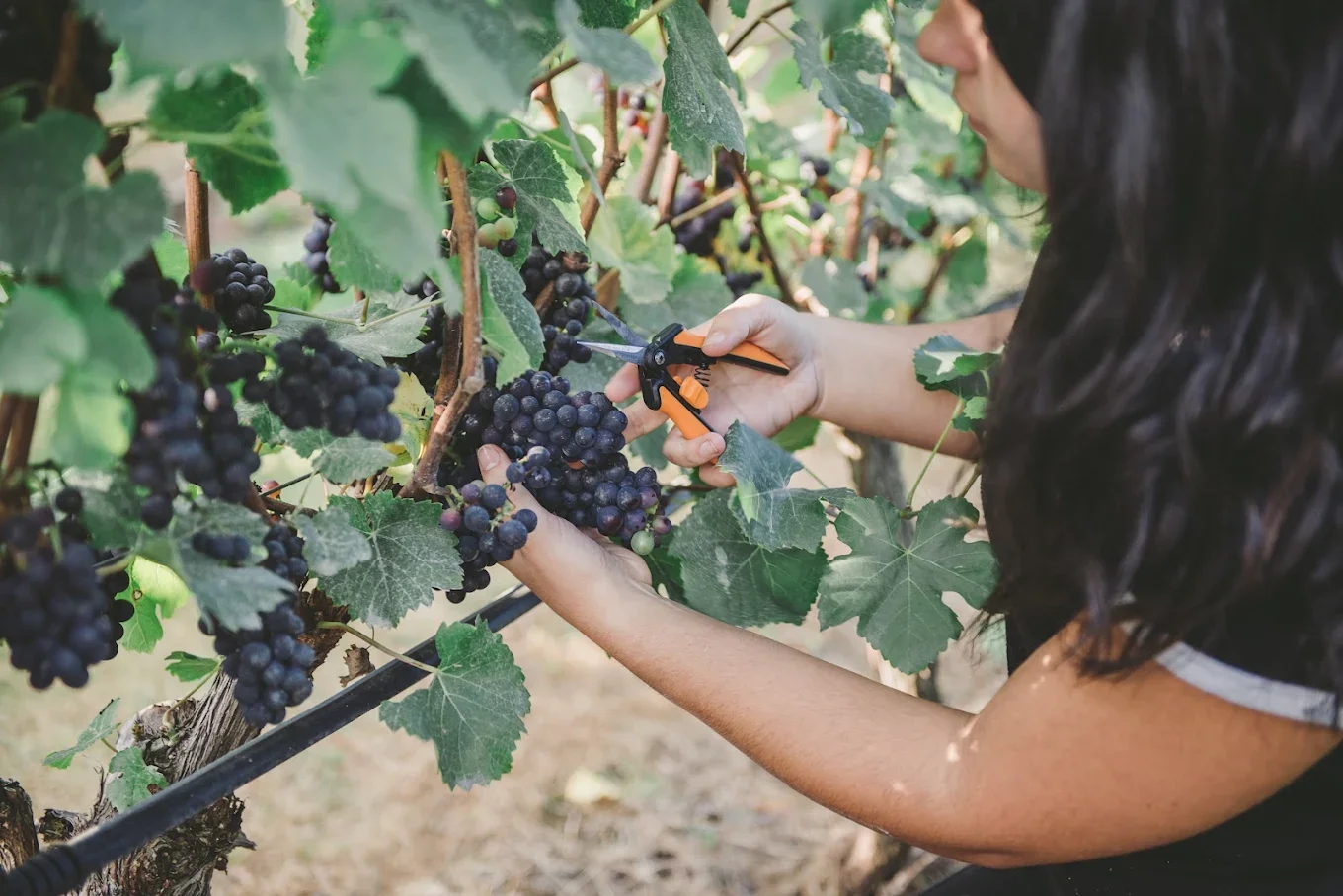 High quality grapes for sale
