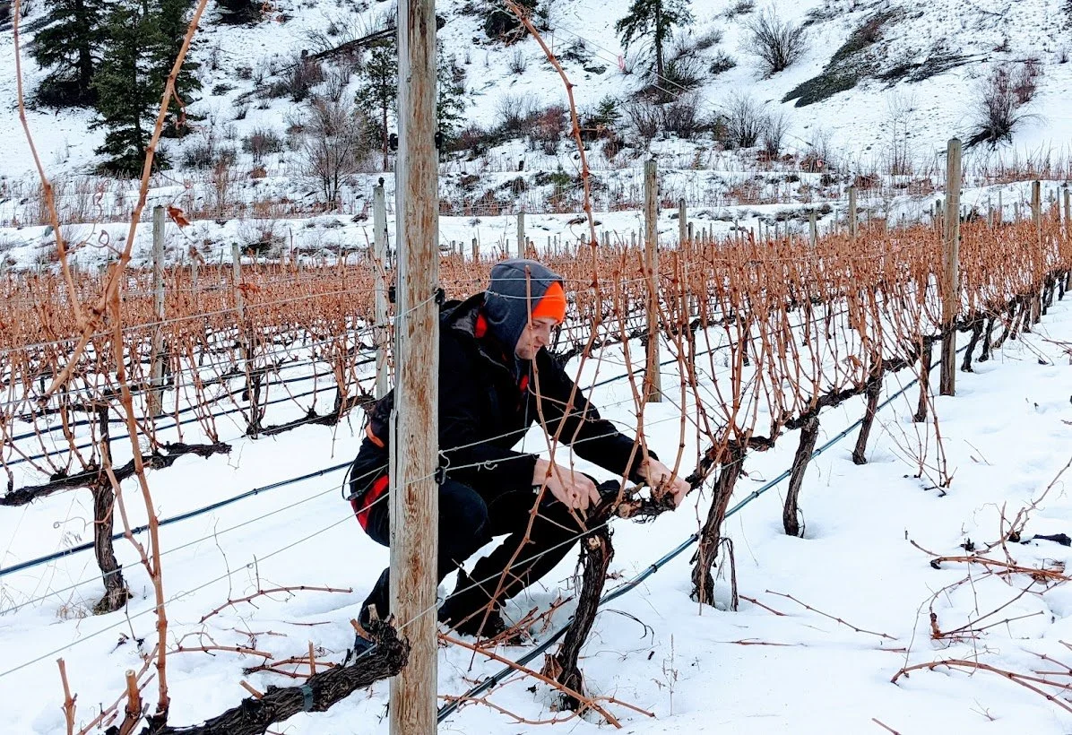 A person dressed in winter clothing, including an orange hat and black jacket, is crouching among leafless grapevines in a snow-covered vineyard during winter.