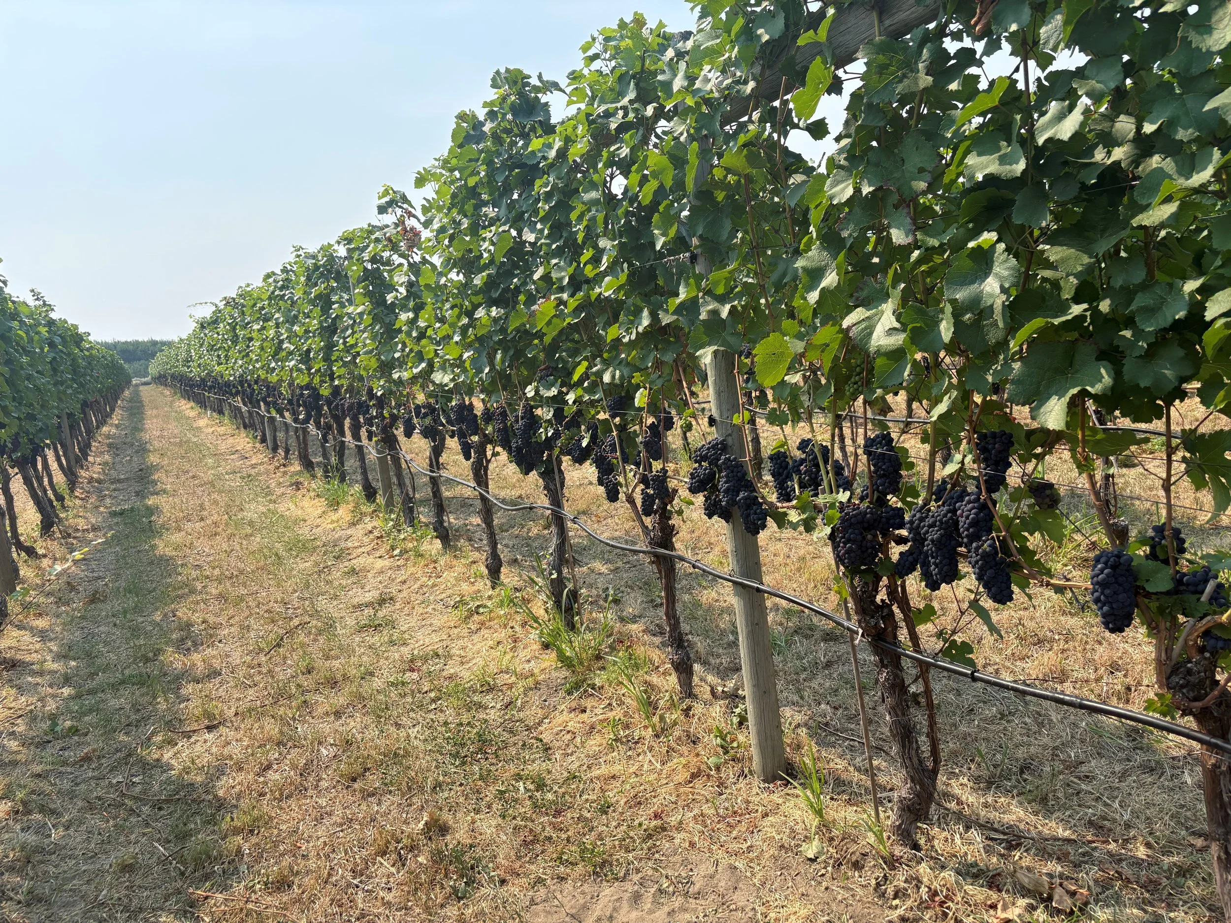 Naramata wine grapes for sale