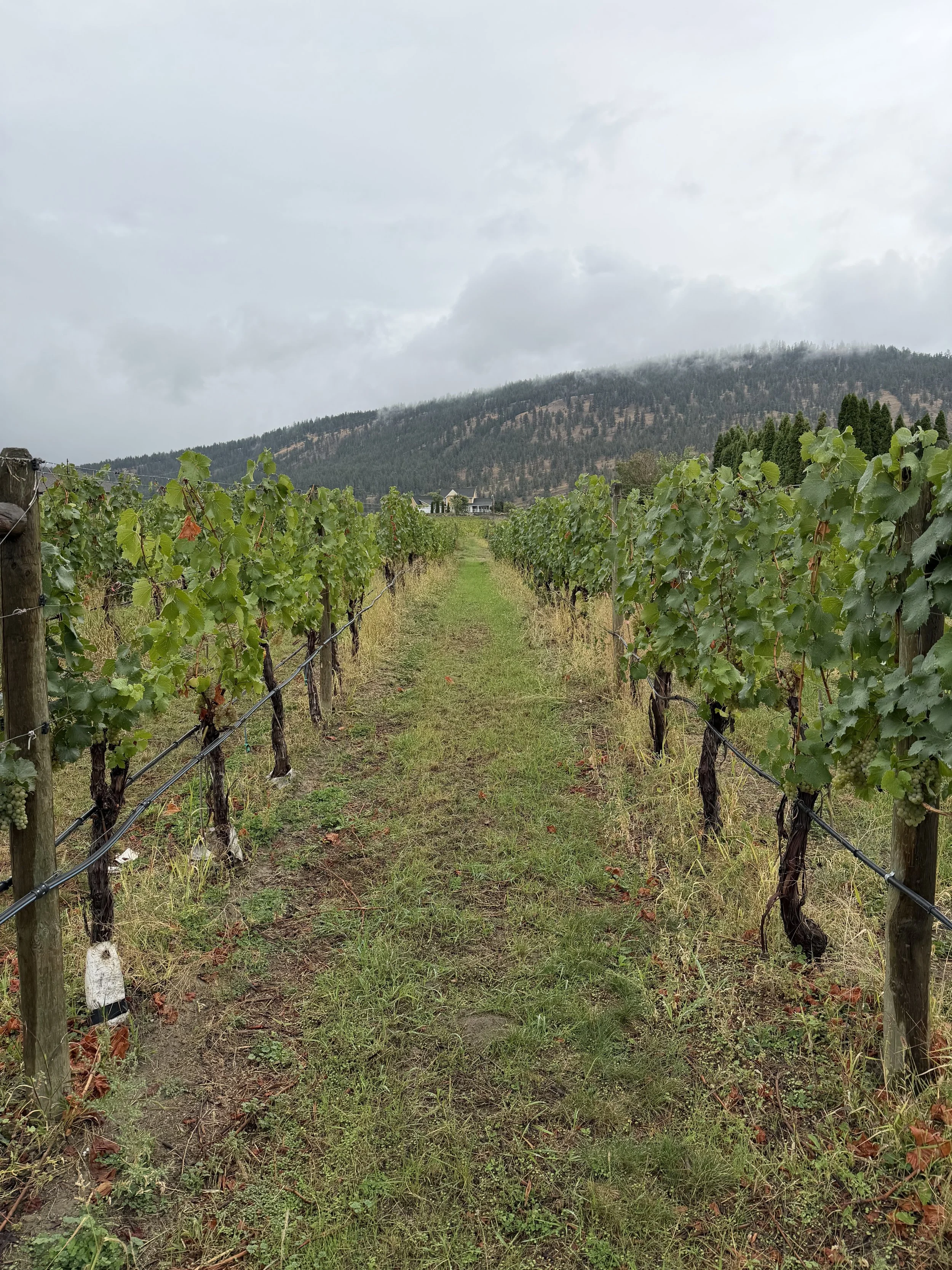 BC wine grapes for sale