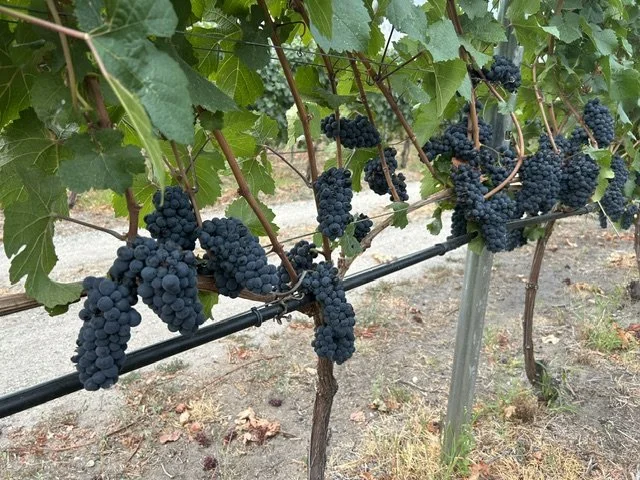 BC wine grapes for sale