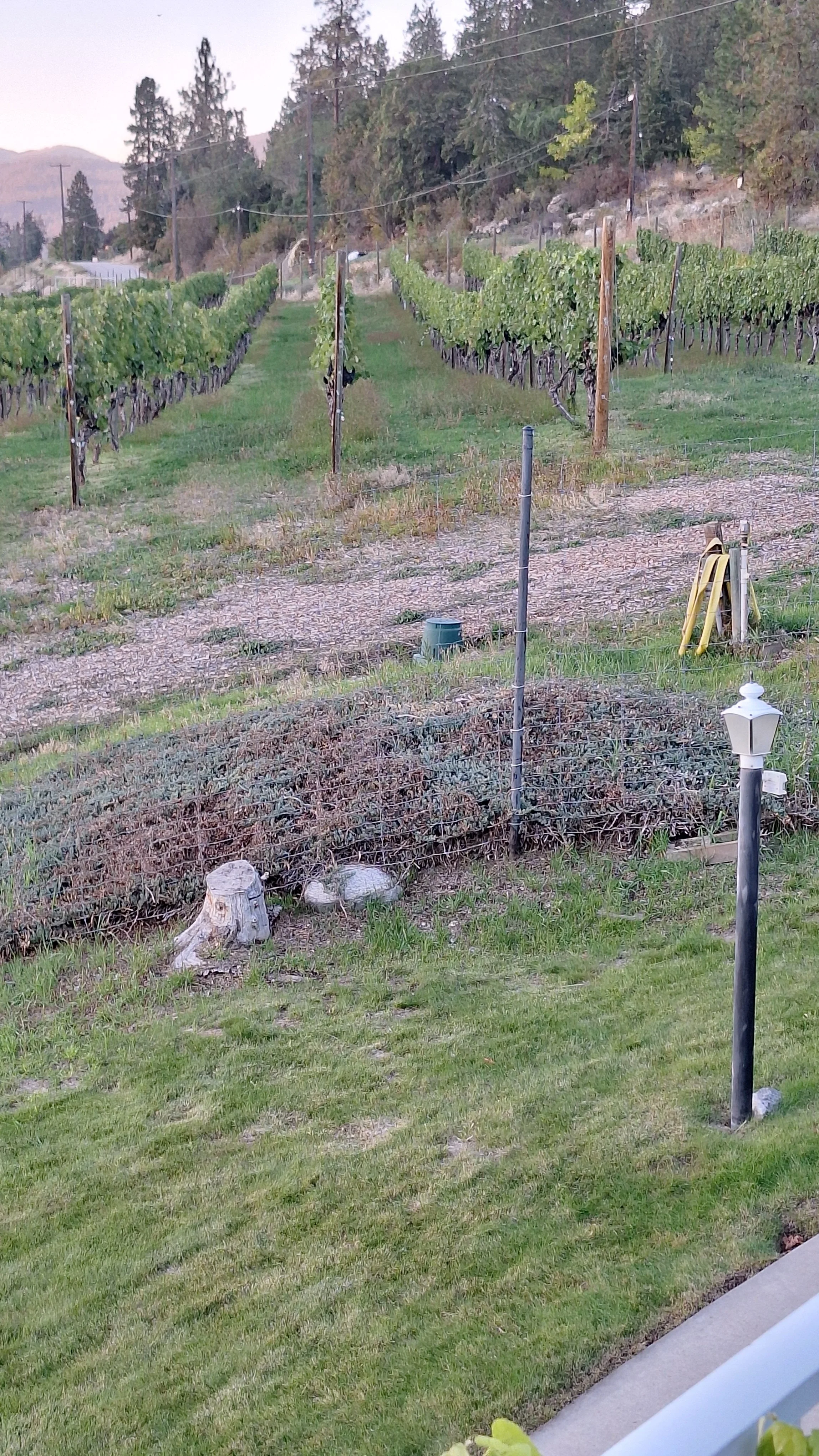 BC wine grapes for sale