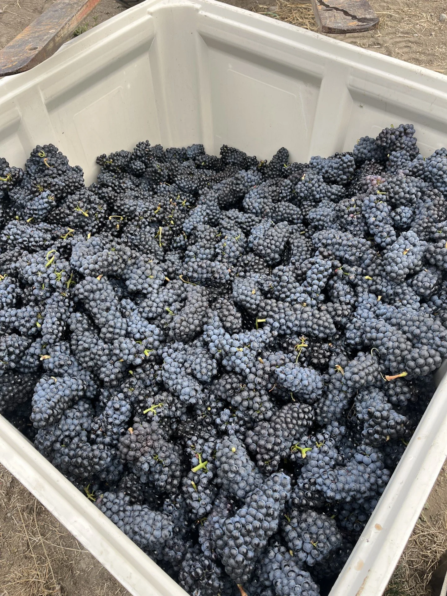 Wine Grapes