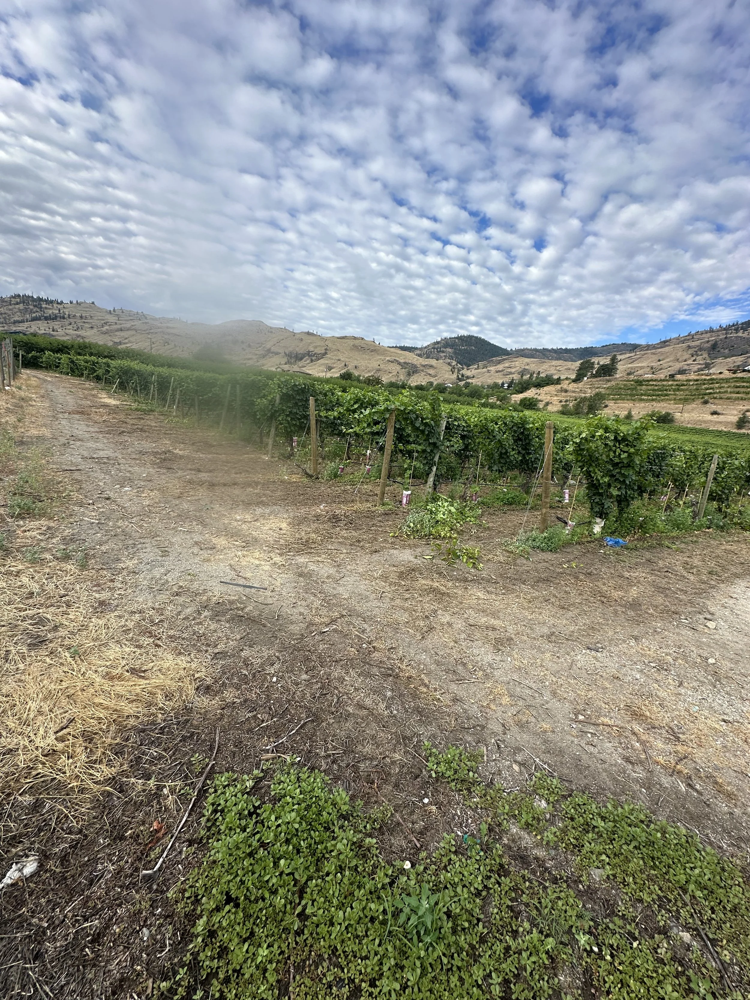 BC wine grapes for sale