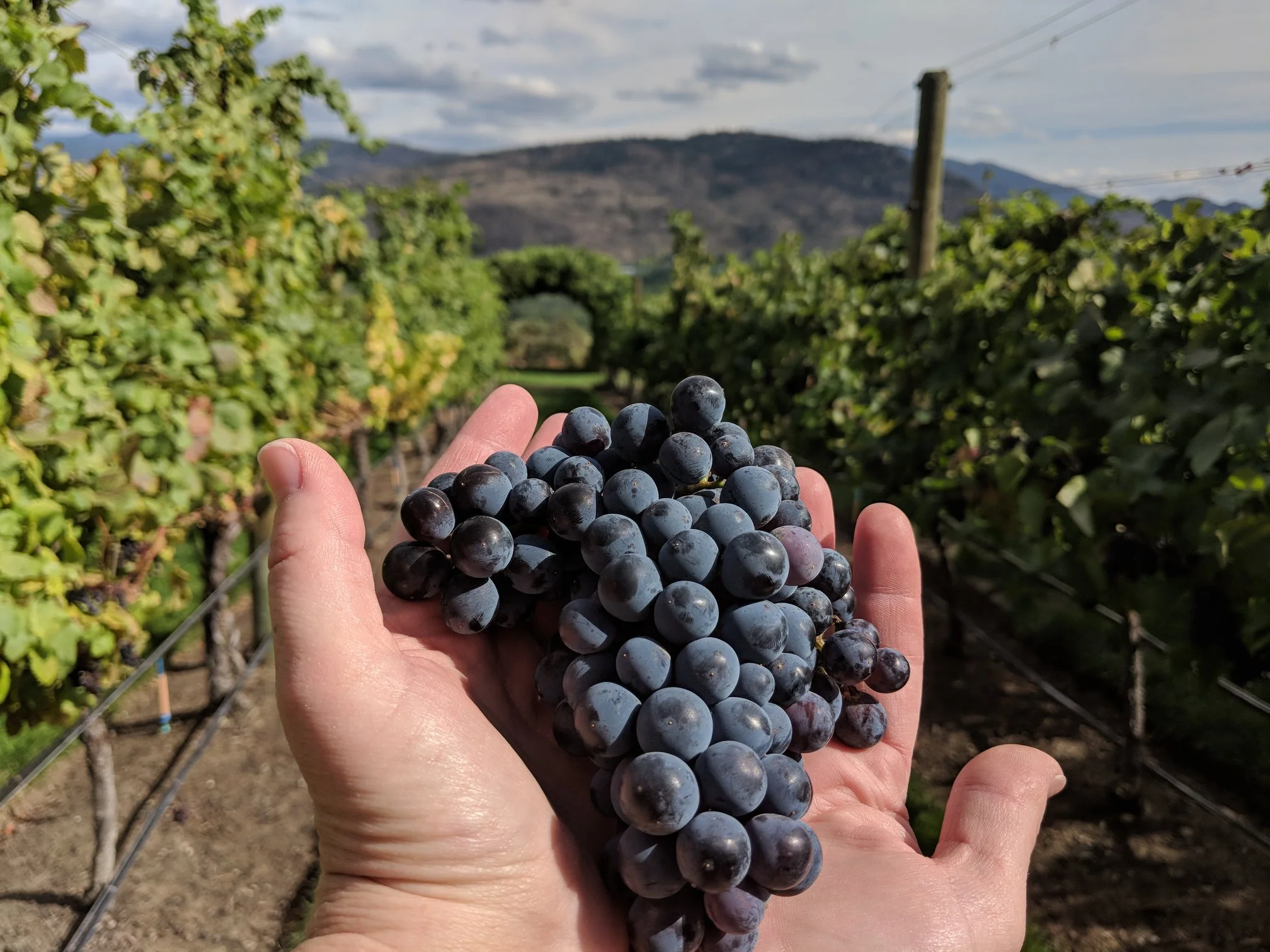 A hand holding a bunch of dark purple grapes in a vineyard with grapevines, green leaves, and a mountain in the background.
