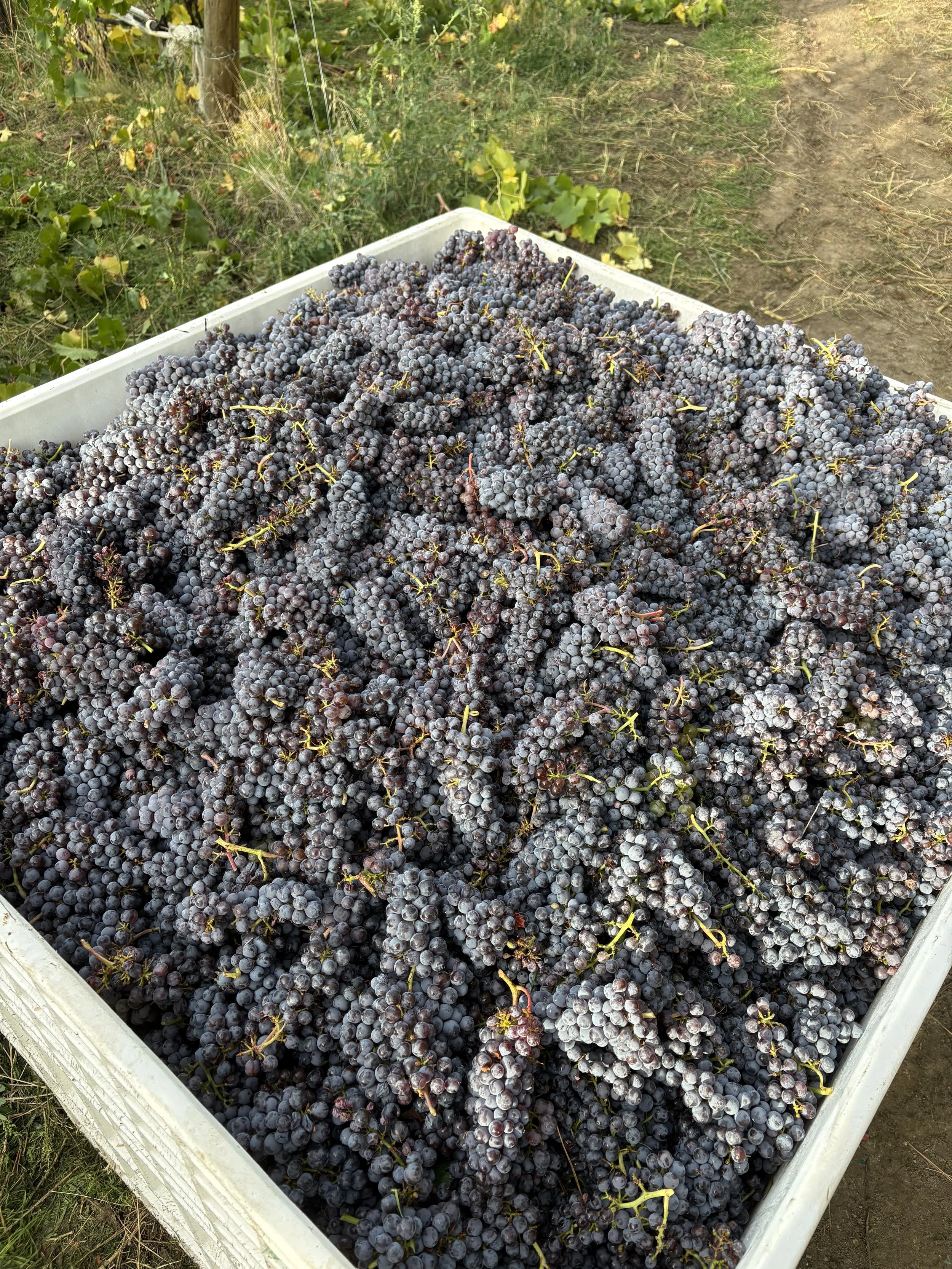 BC wine grapes for sale