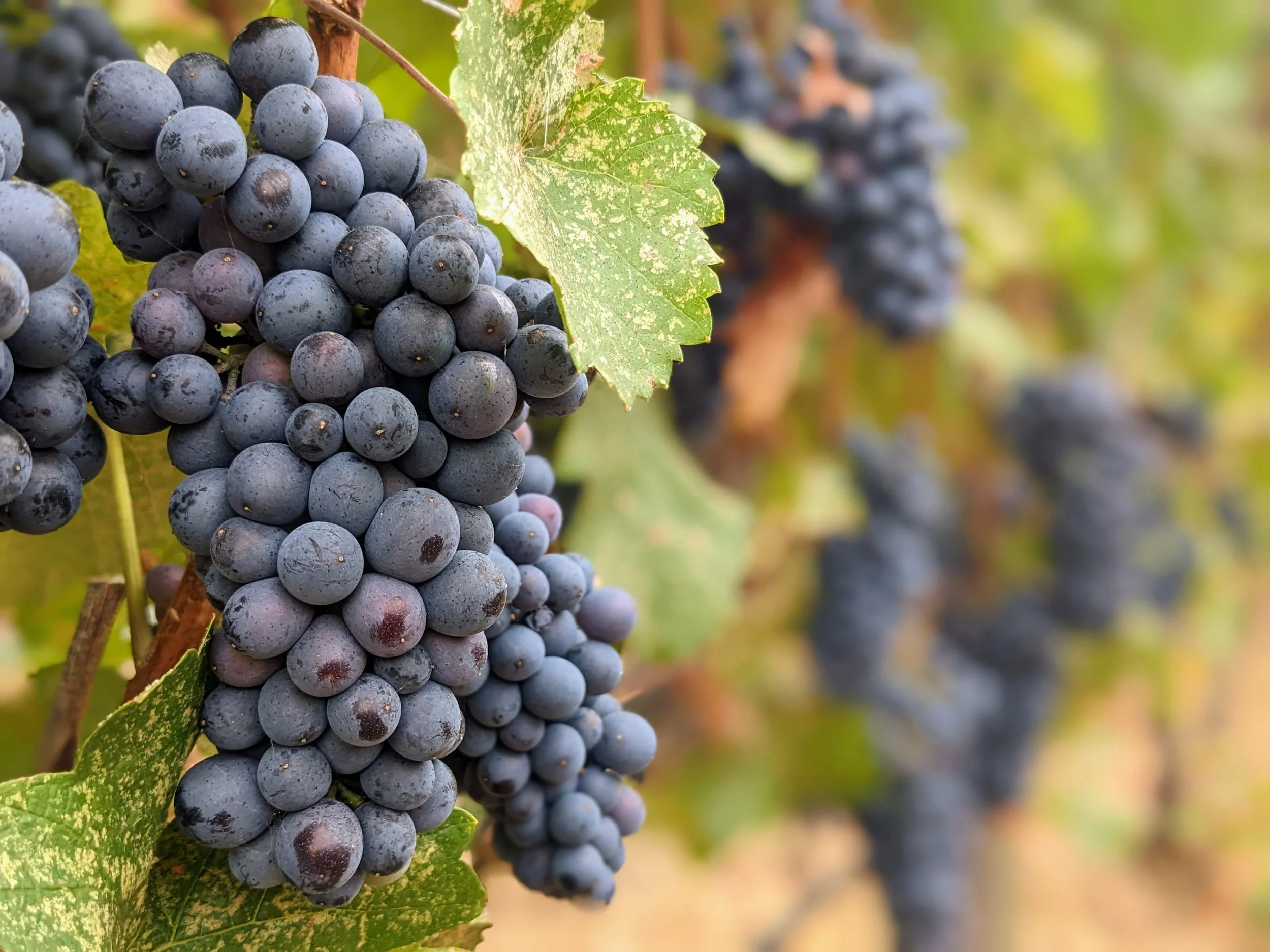 A close-up of a bunch of dark purple grapes hanging on a vine with green leaves.