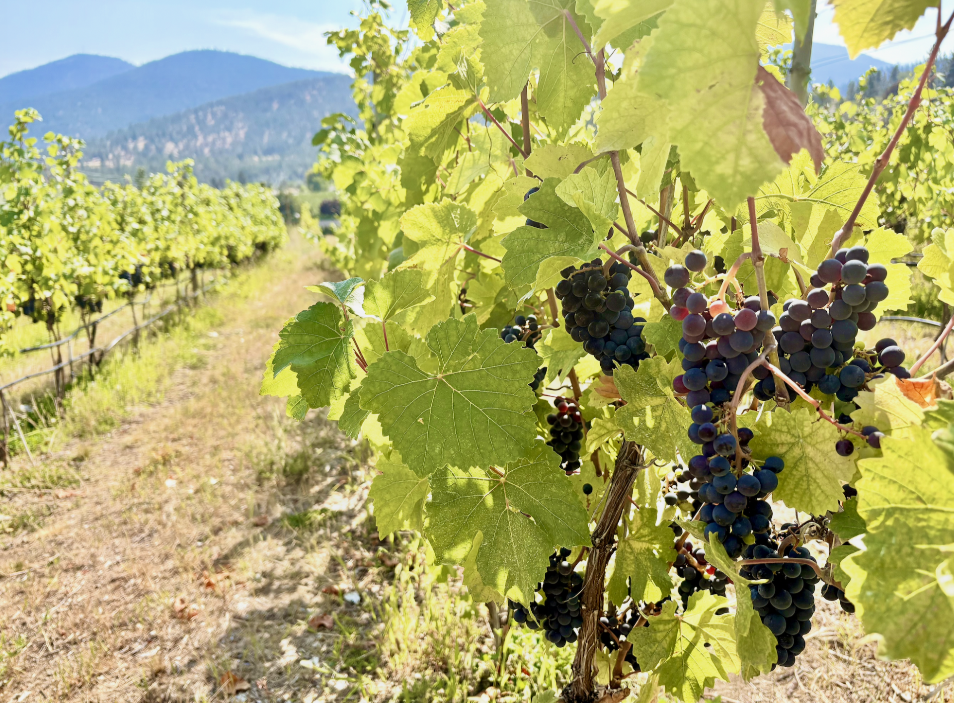 BC wine grapes for sale