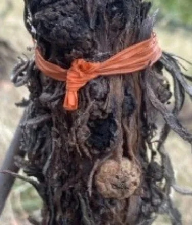 Managing Crown Gall in BC Vineyards
