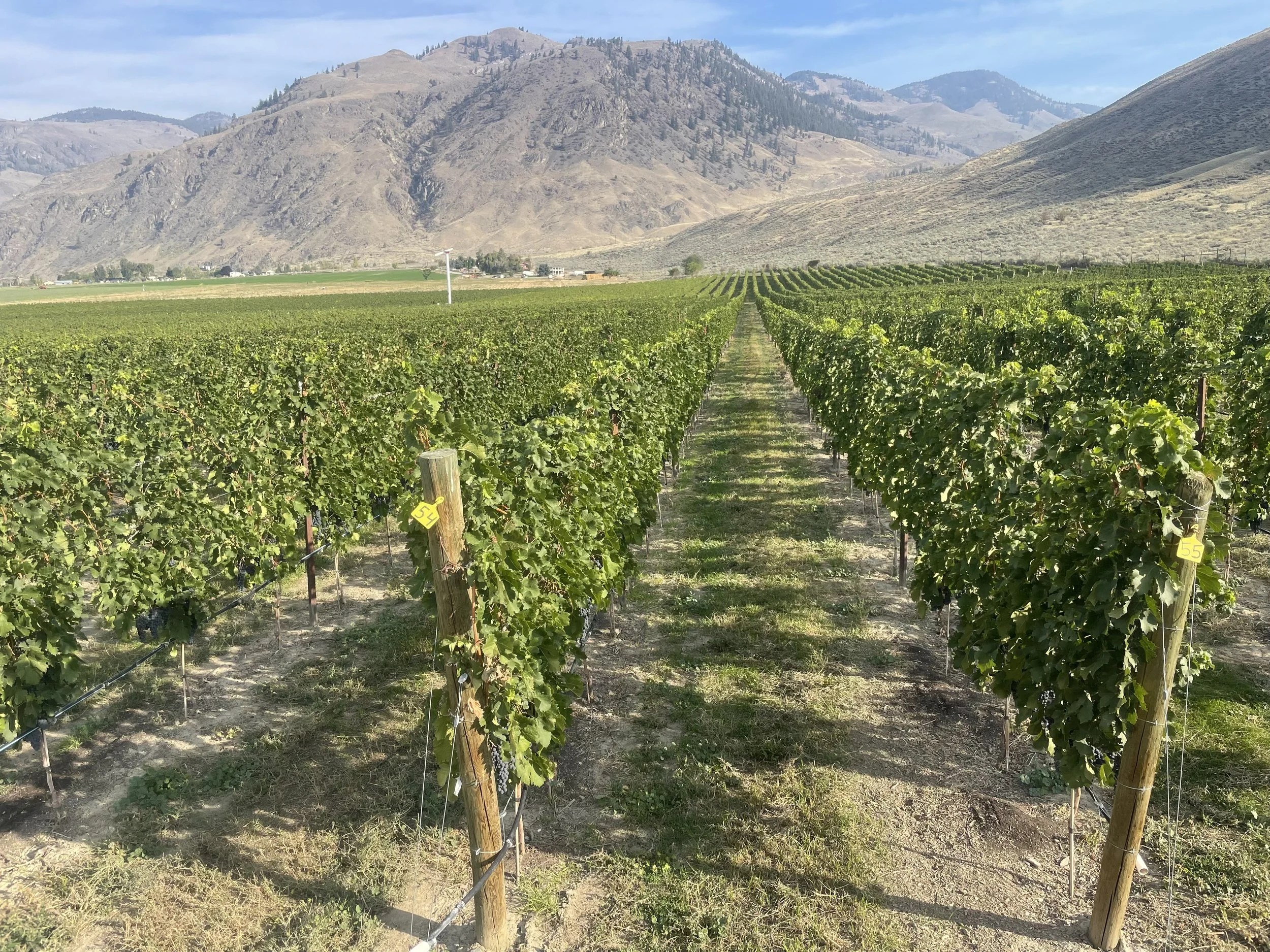 BC wine grapes for sale