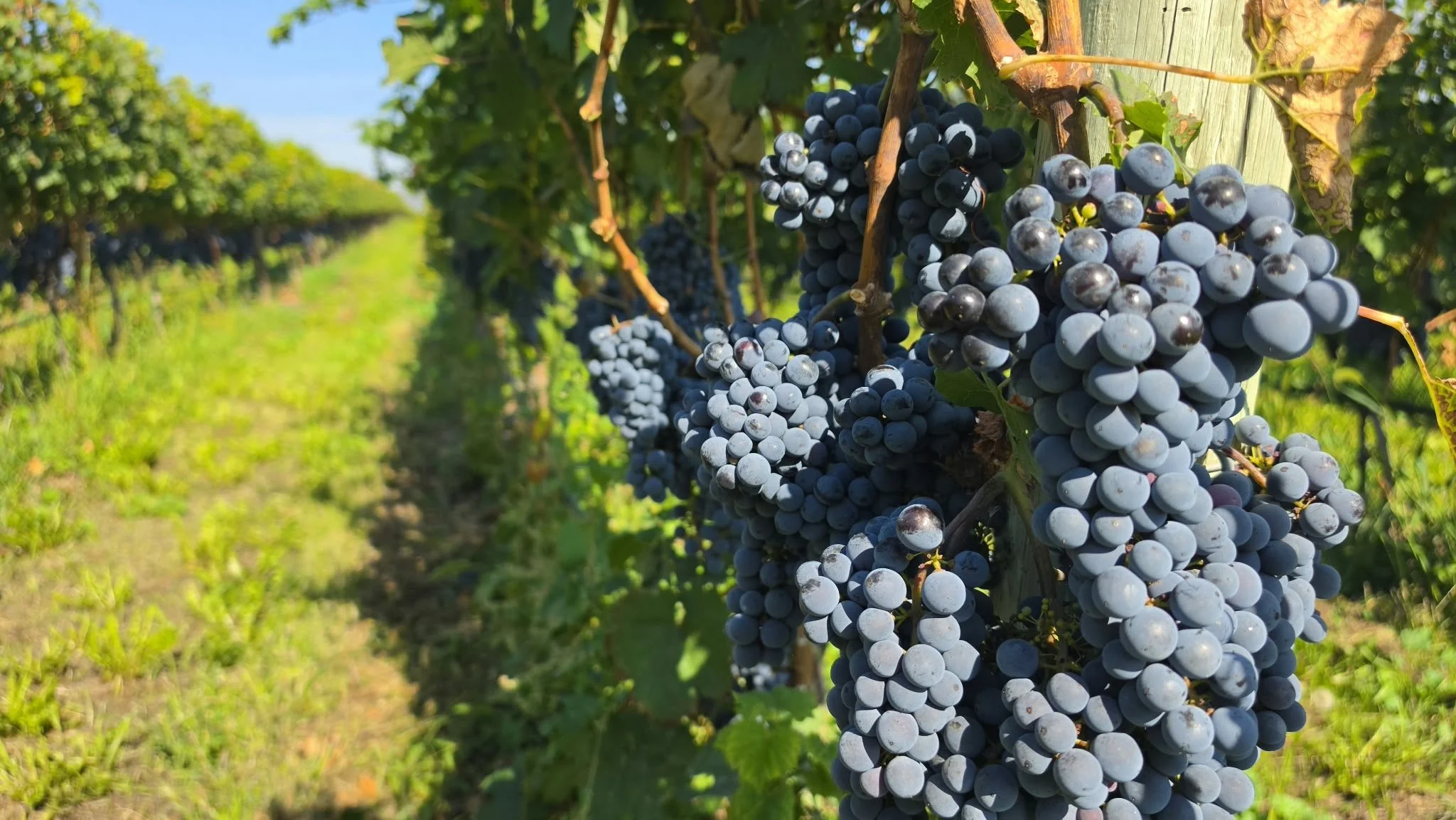 BC wine grapes for sale