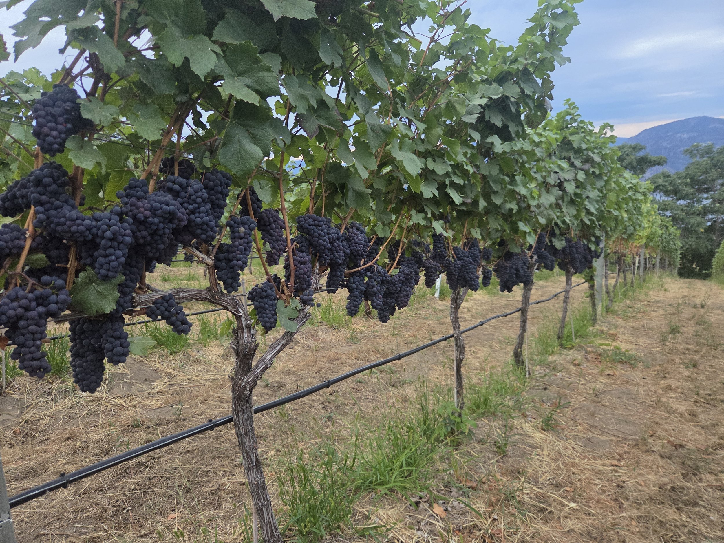 BC wine grapes for sale
