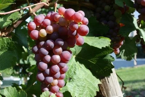 Gewurtztraminer for sale