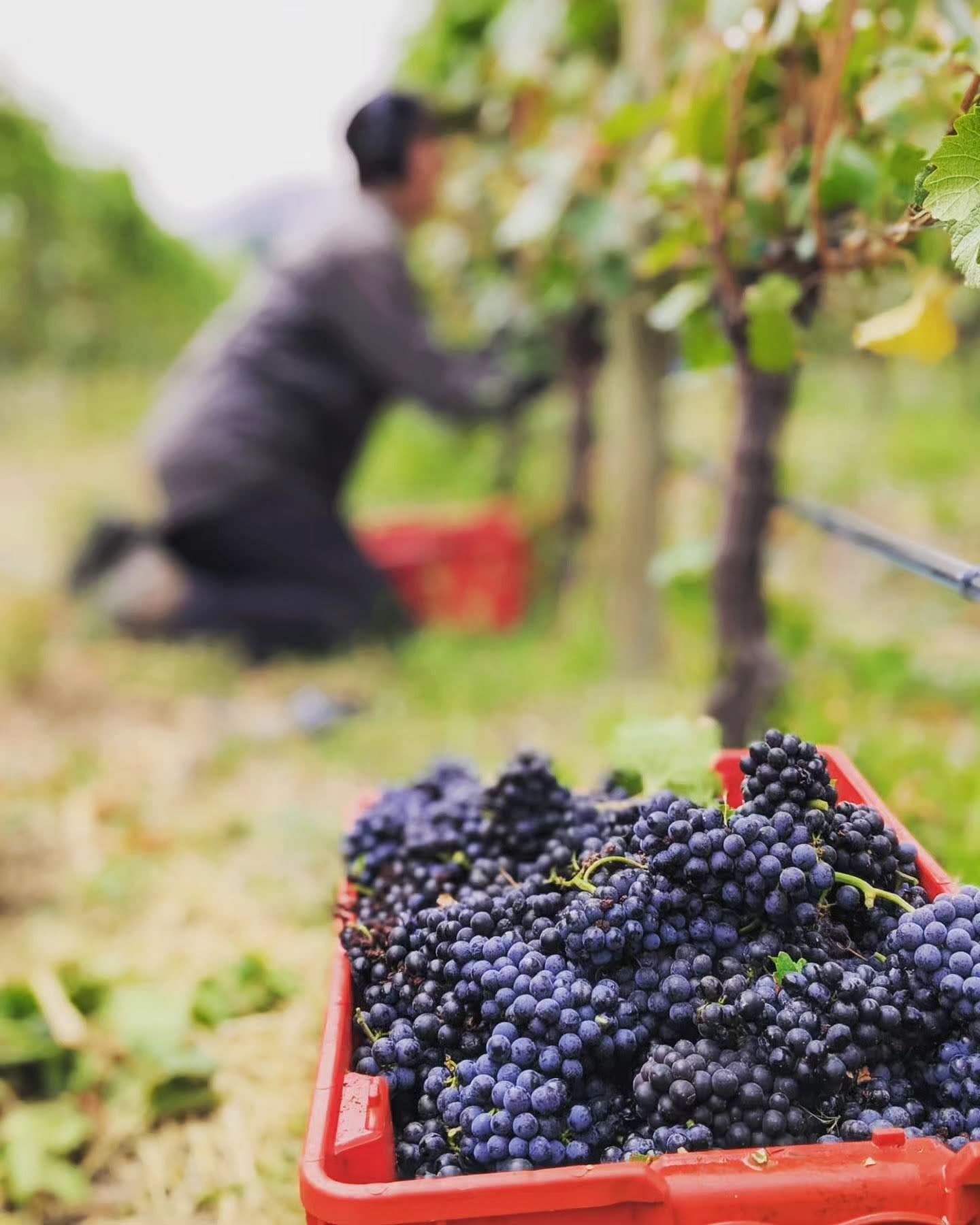 A red crate filled with freshly harvested purple grapes in a vineyard with a blurred background of a person picking grapes.