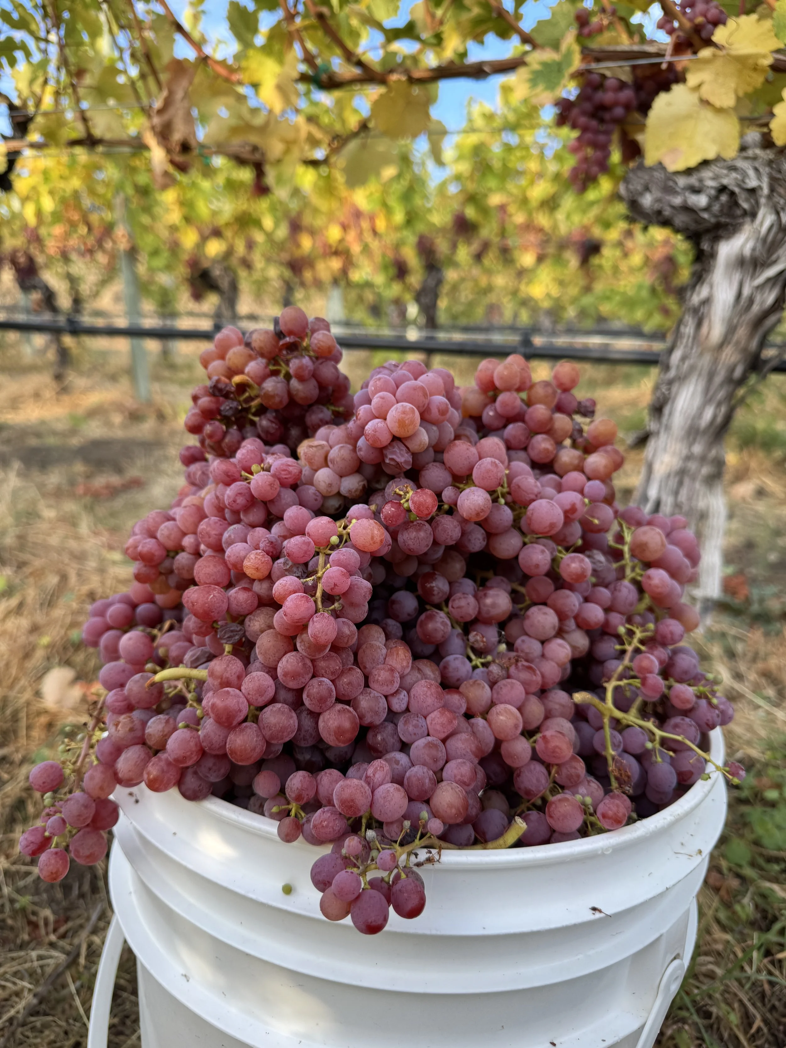BC wine grapes for sale
