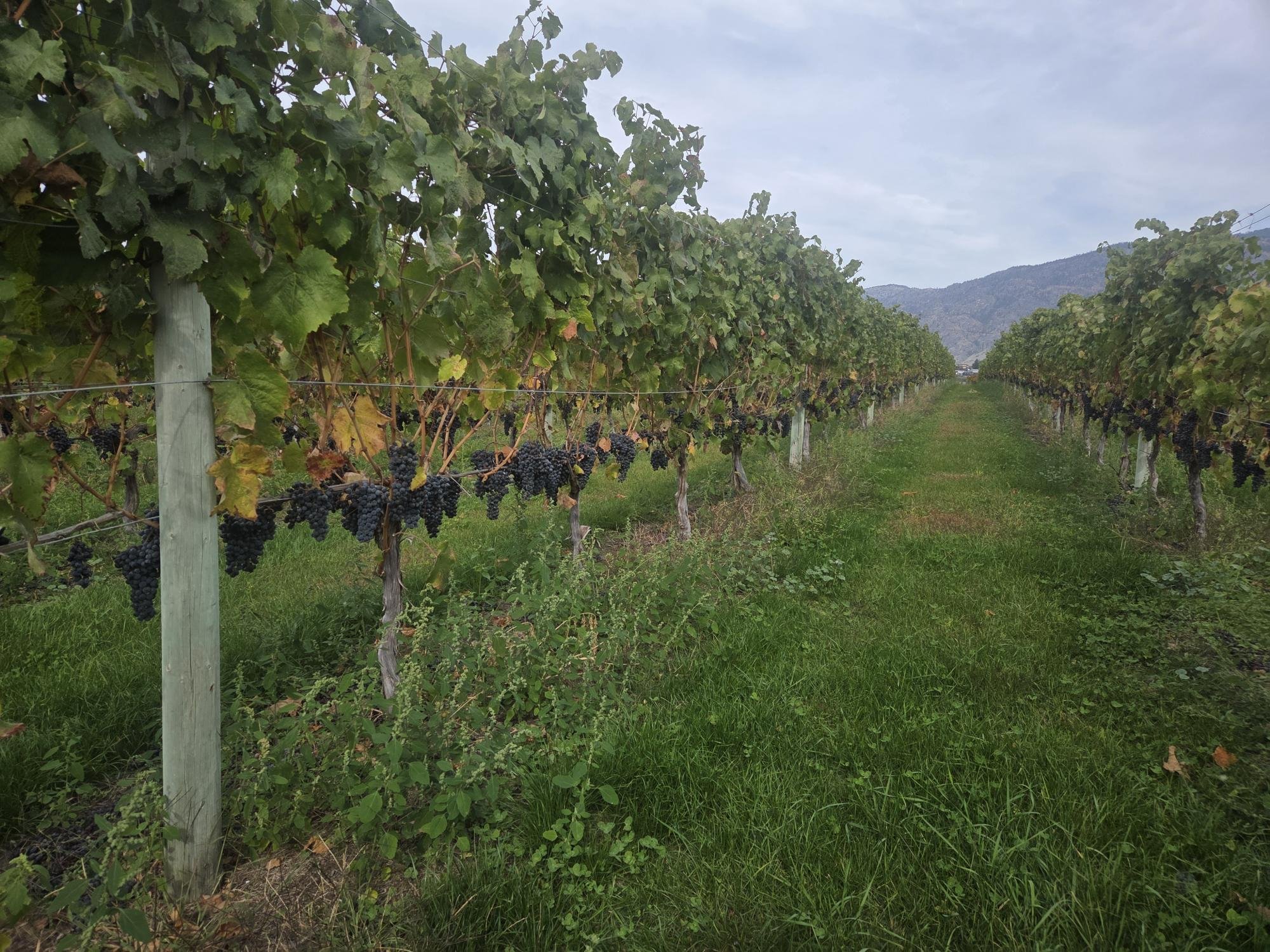 BC wine grapes for sale