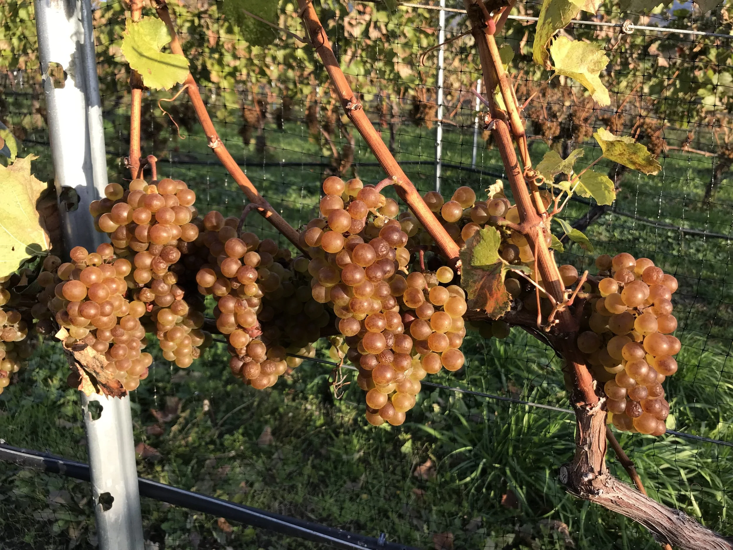 BC wine grapes for sale