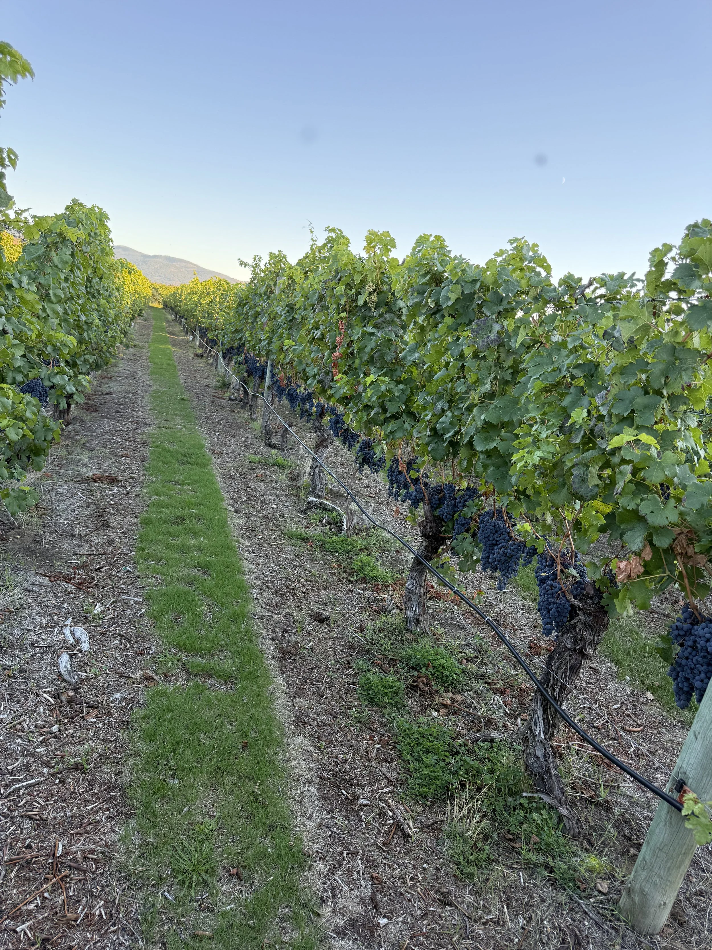BC wine grapes for sale
